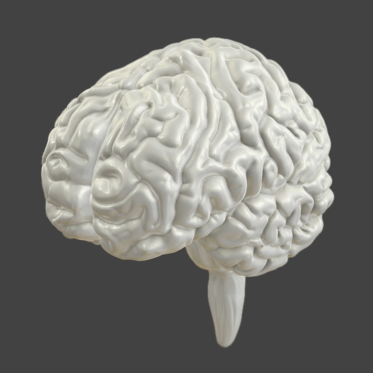 Printable accurate human brain 3D print model_1