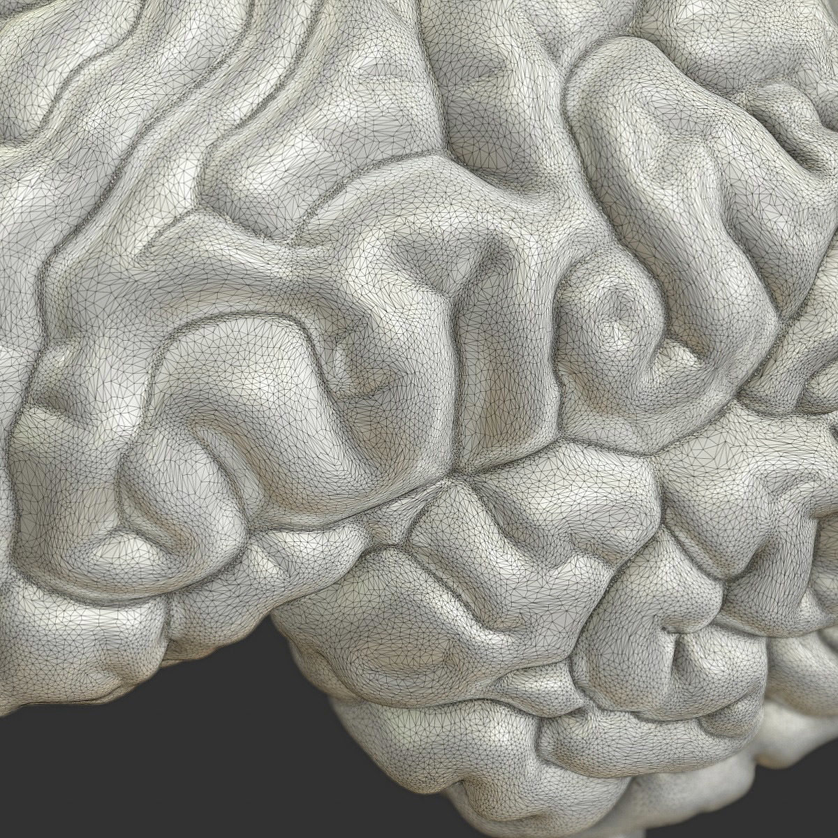 Printable accurate human brain 3D print model_10