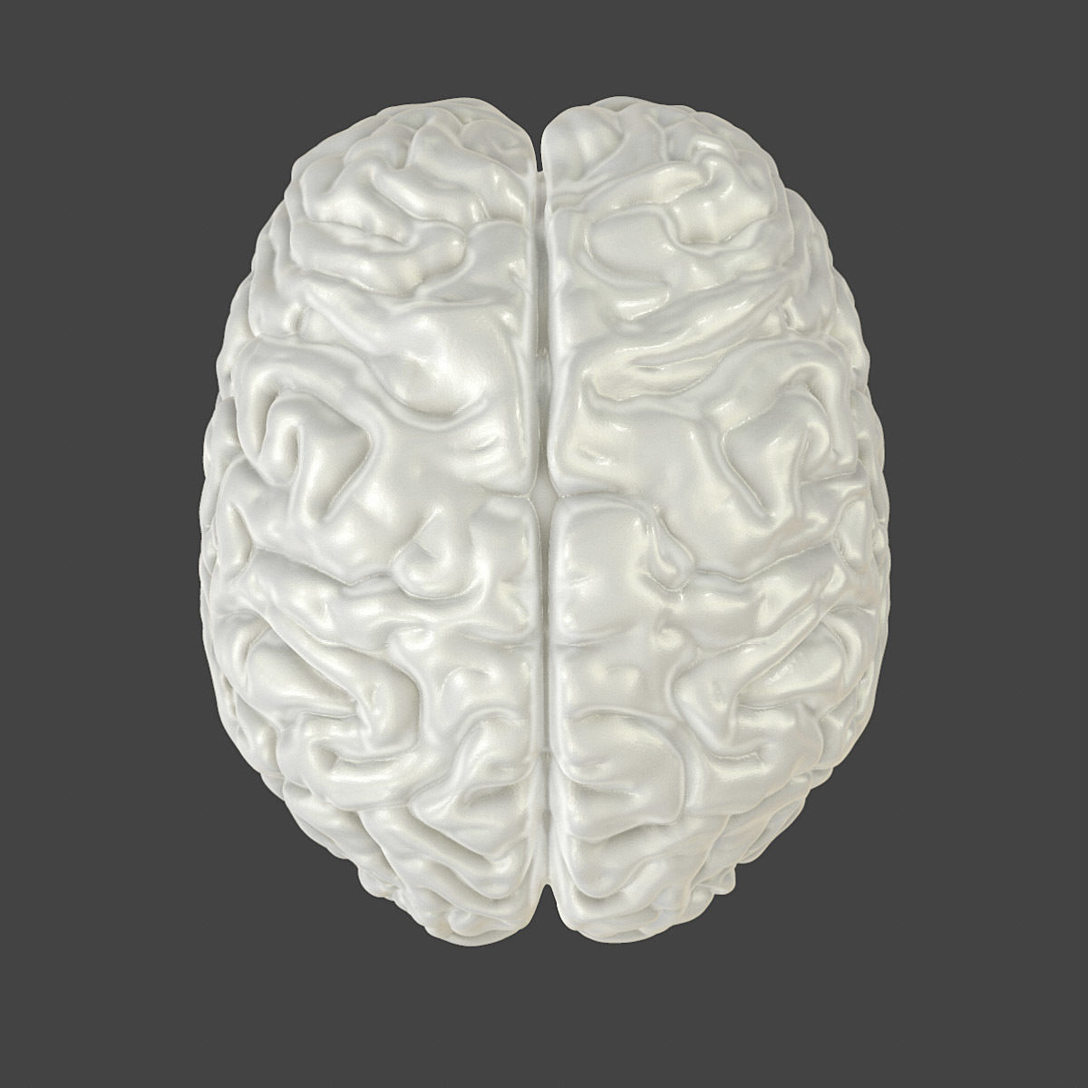 Printable accurate human brain 3D print model_6