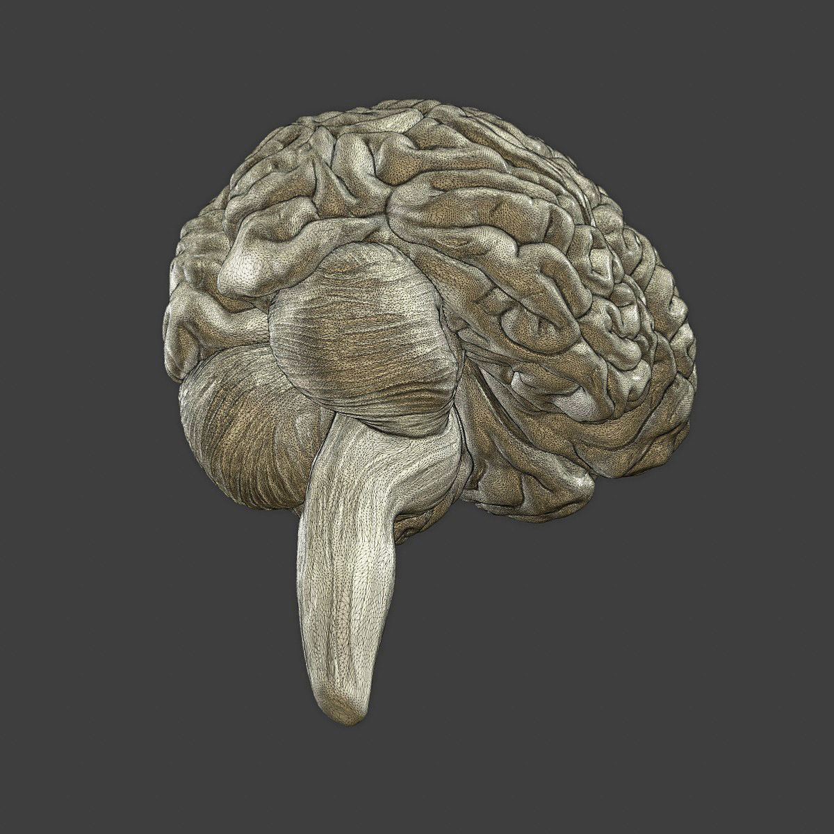 Printable accurate human brain 3D print model_9