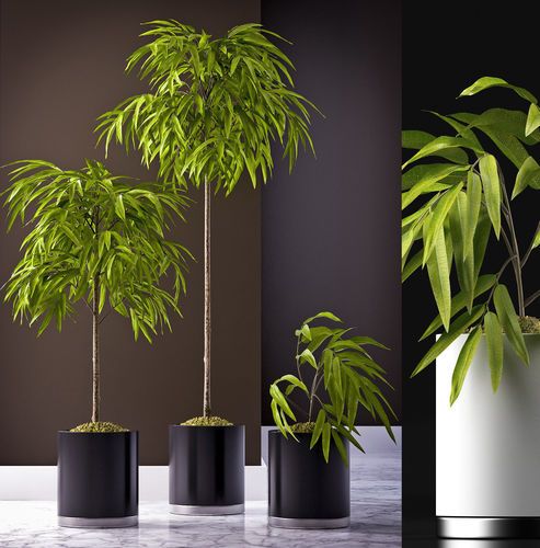 FICUS ALII PLANTS 64 3D model