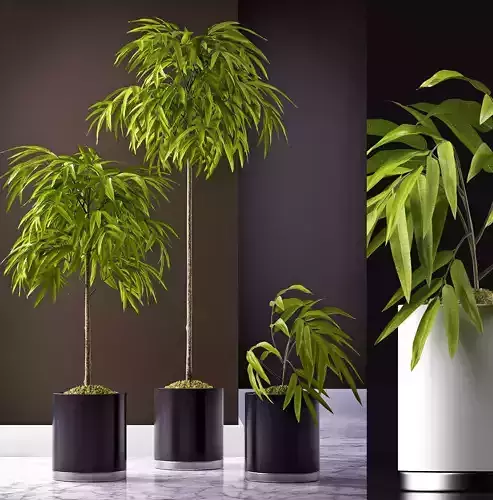 FICUS ALII PLANTS 64 3D model