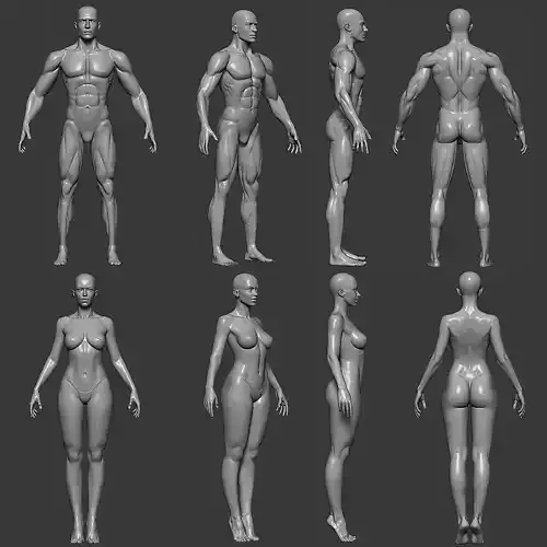 Realistic Male and Female Base Mesh Highpoly Sculpt 3D model