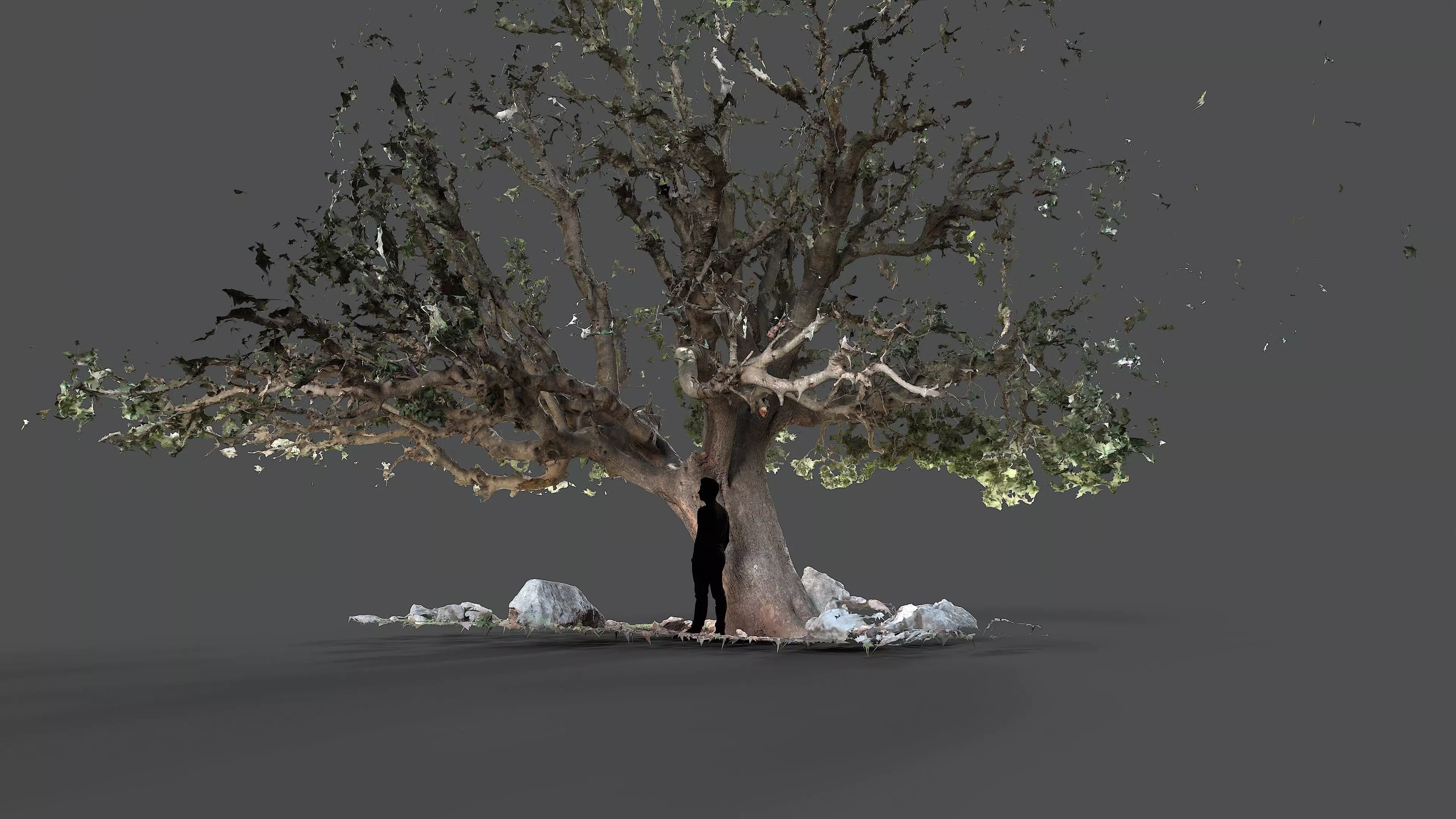 Abandoned Village Tree Trunk Scan - Tree 01 3D model_17