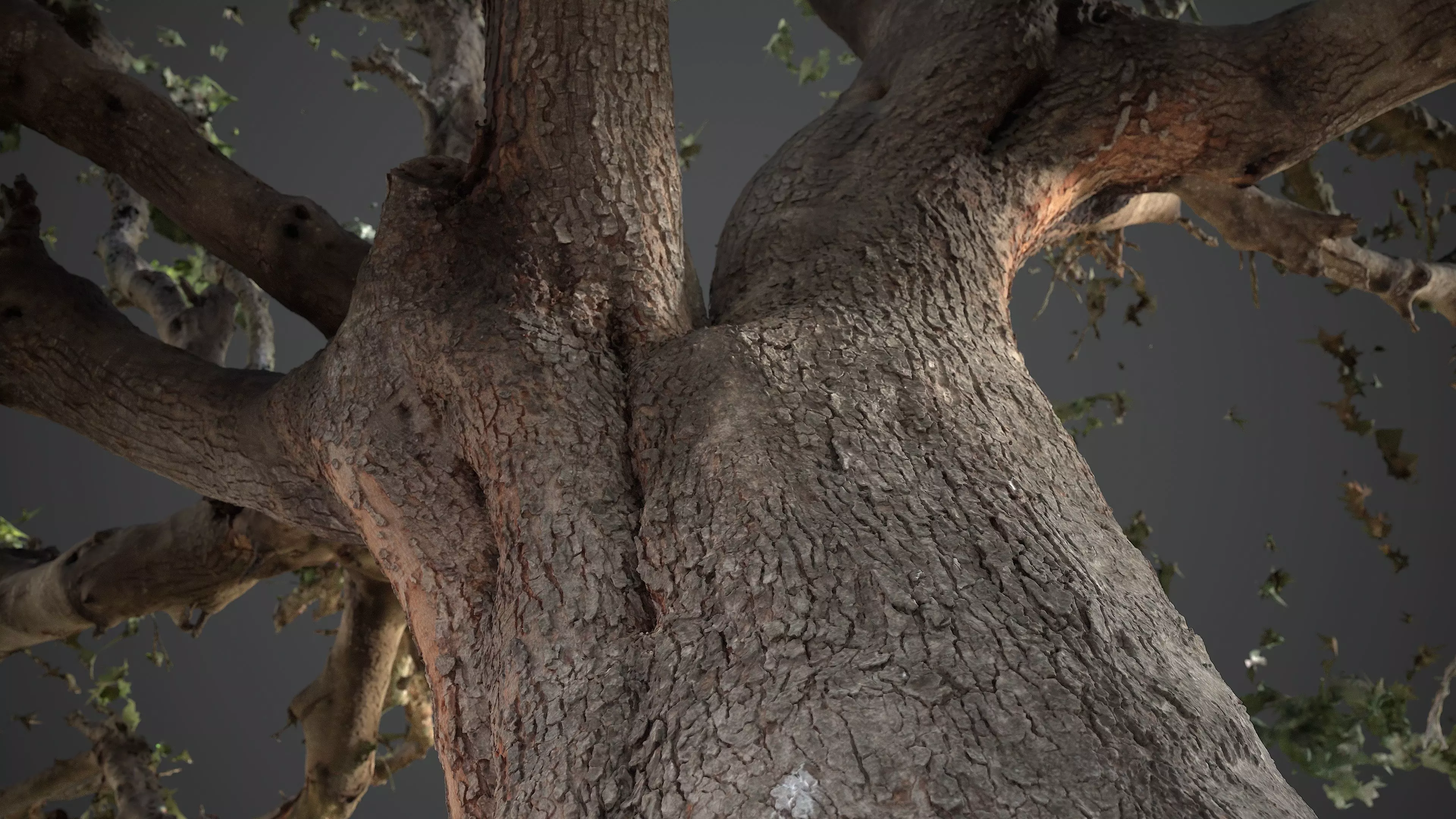 Abandoned Village Tree Trunk Scan - Tree 01 3D model_5