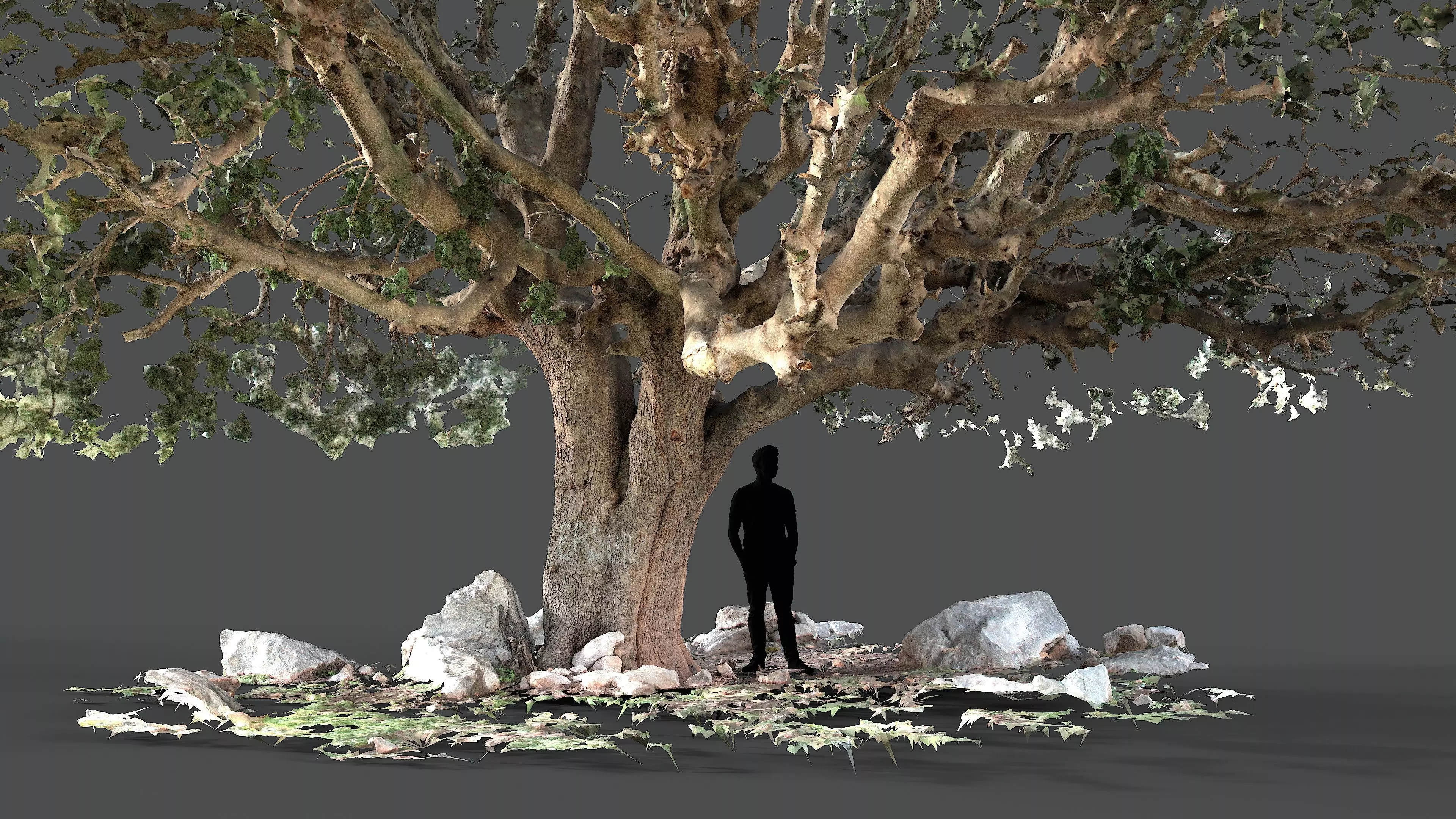 Abandoned Village Tree Trunk Scan - Tree 01 3D model_2