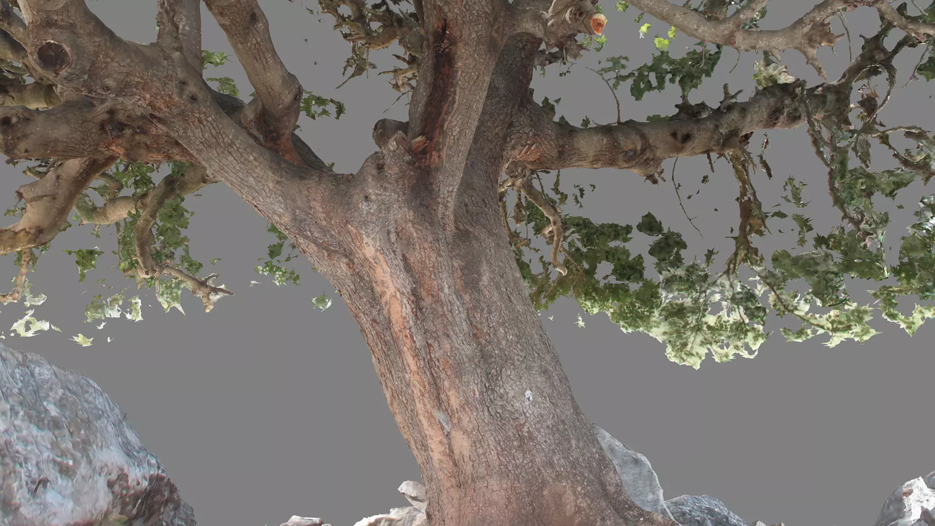 Abandoned Village Tree Trunk Scan - Tree 01 3D model_23