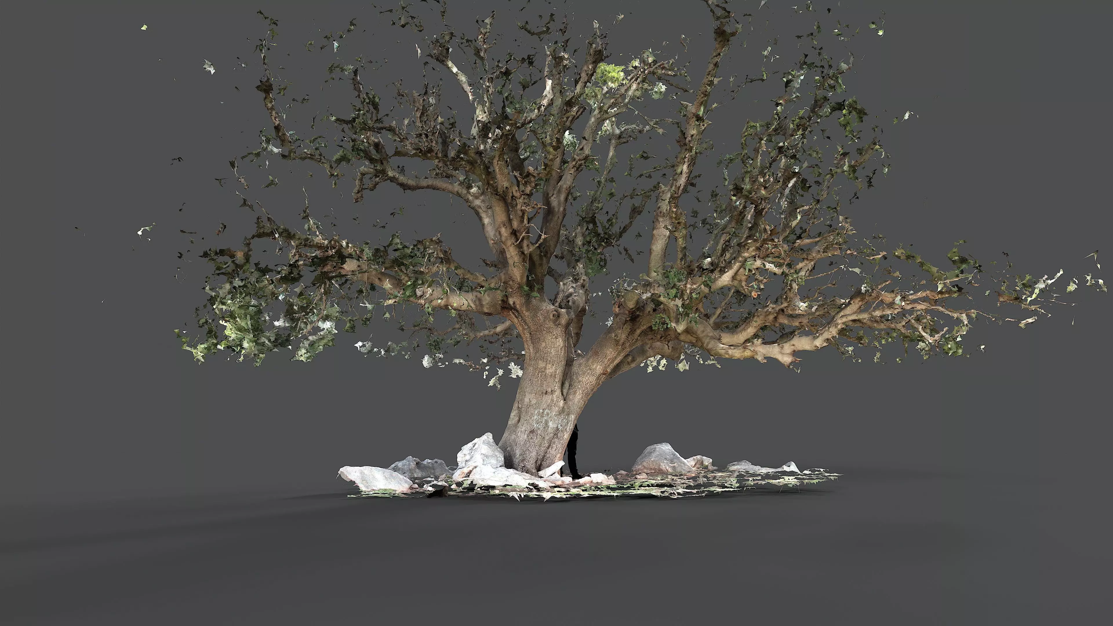 Abandoned Village Tree Trunk Scan - Tree 01 3D model_12