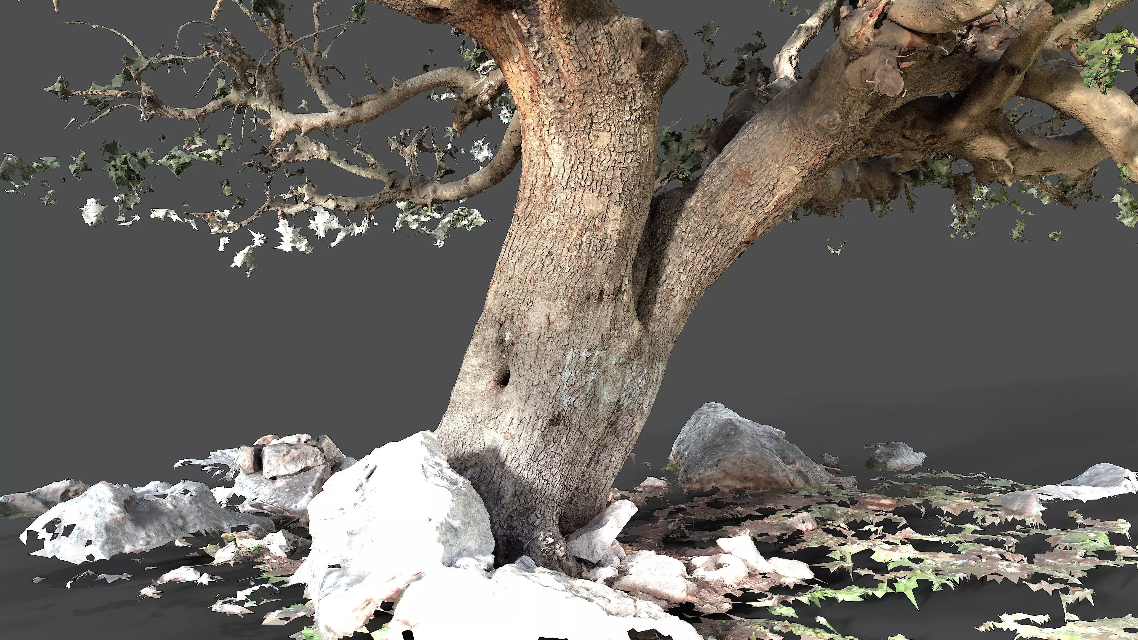 Abandoned Village Tree Trunk Scan - Tree 01 3D model_4