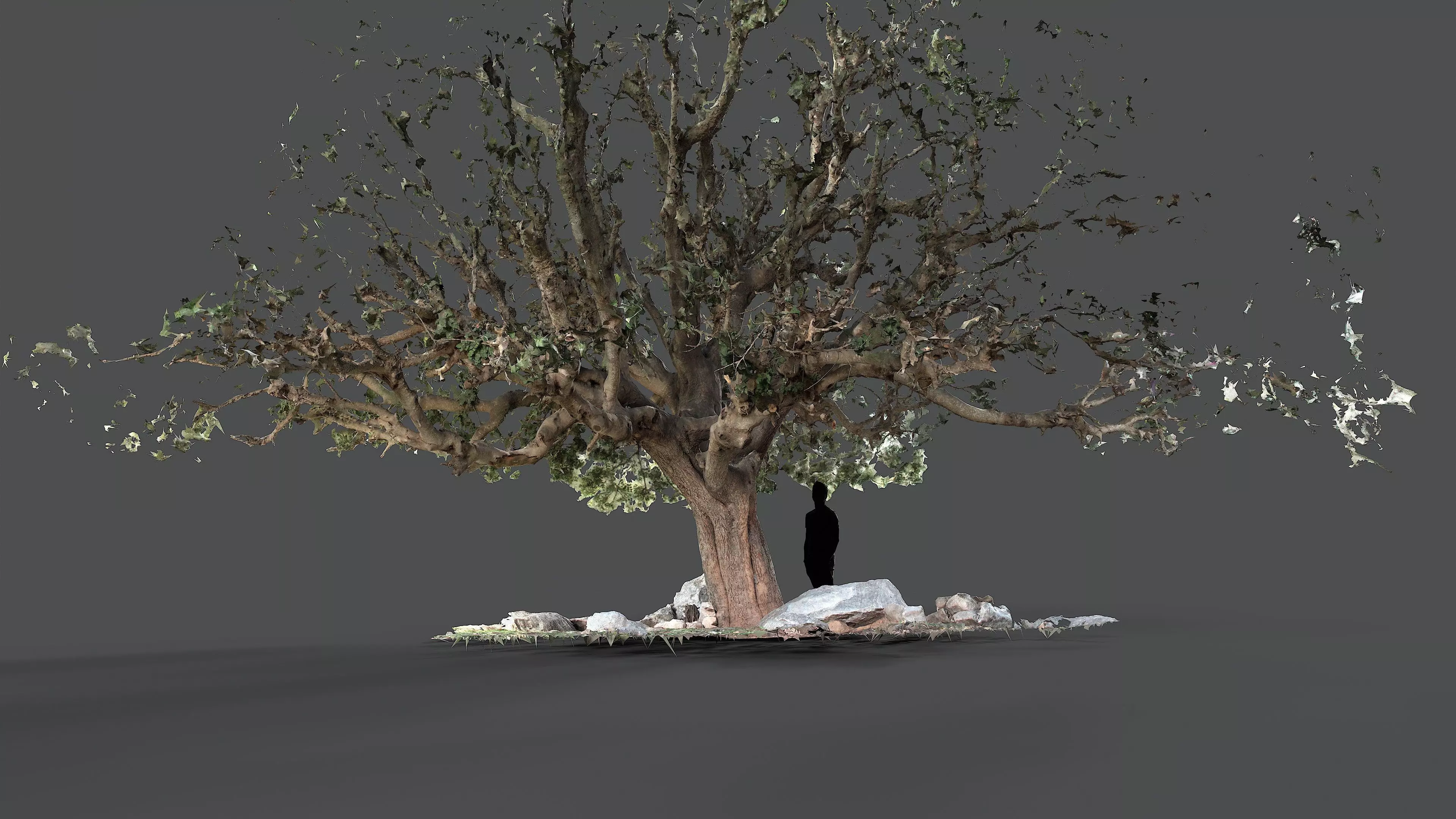Abandoned Village Tree Trunk Scan - Tree 01 3D model_9