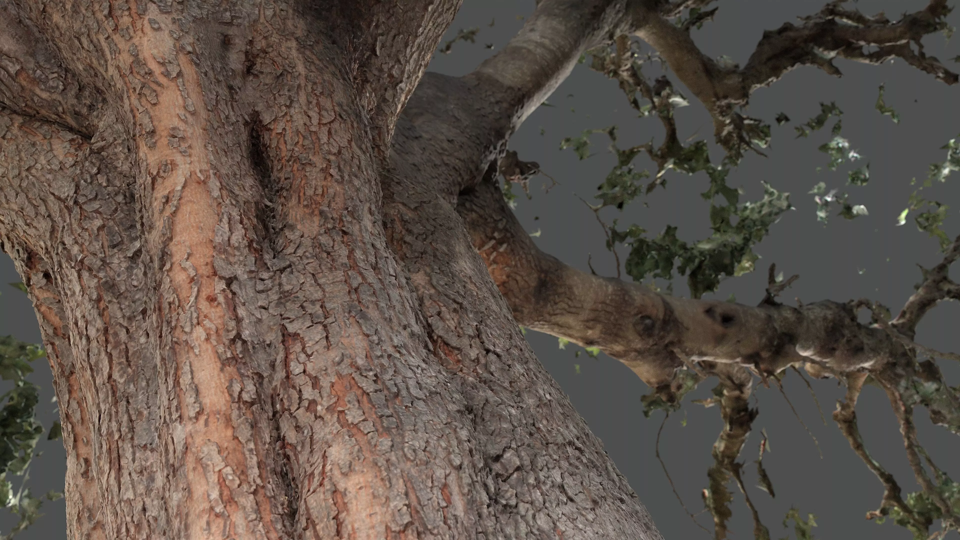 Abandoned Village Tree Trunk Scan - Tree 01 3D model_6