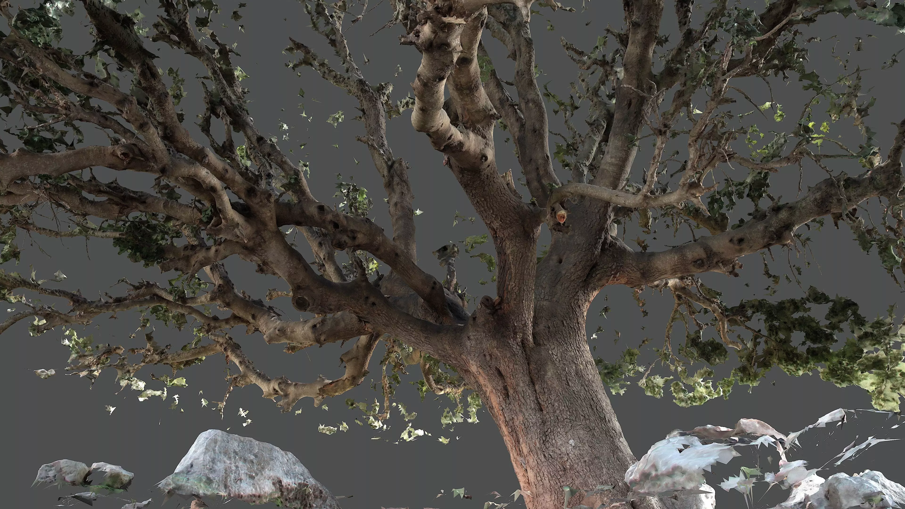 Abandoned Village Tree Trunk Scan - Tree 01 3D model_7