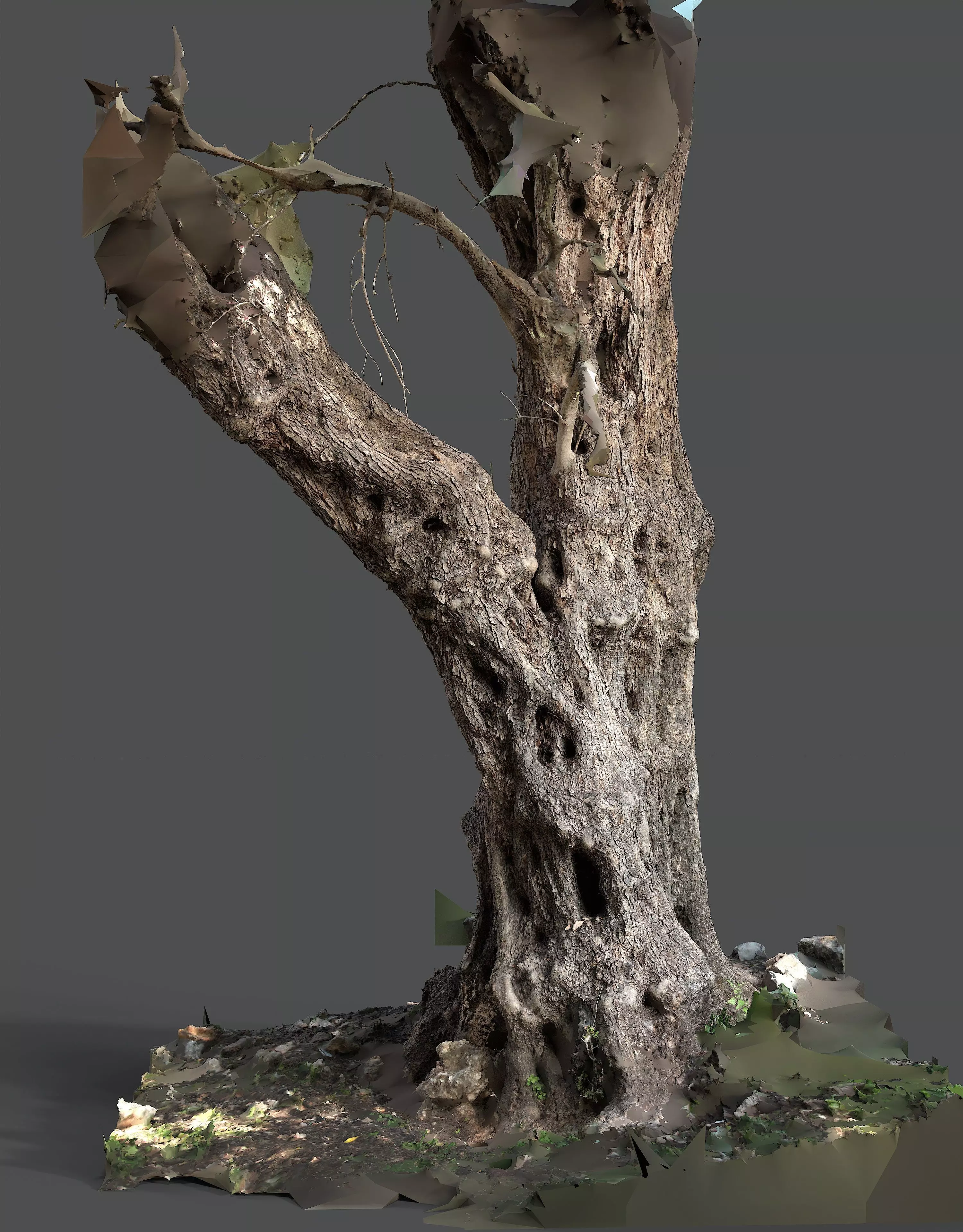 Abandoned Village Tree Trunk Scan - Tree 03 3D model_14