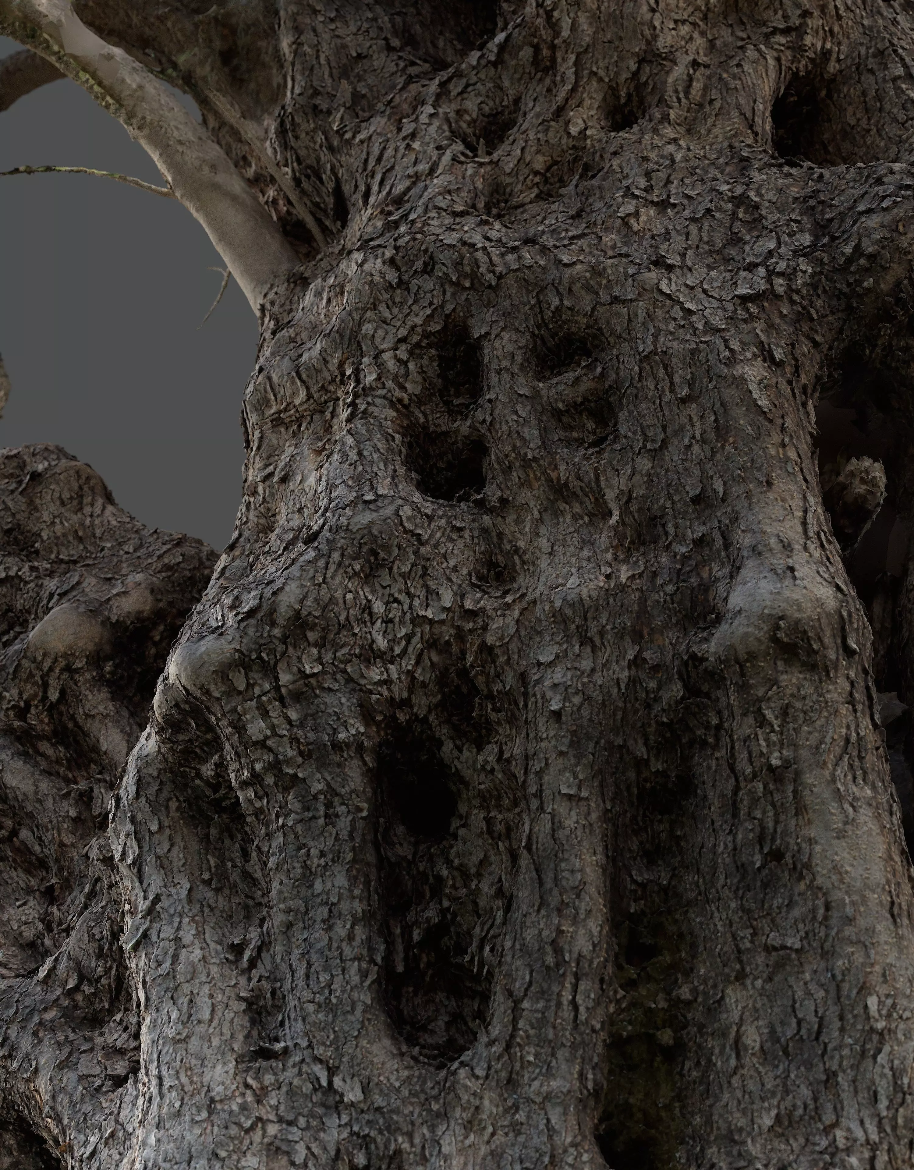 Abandoned Village Tree Trunk Scan - Tree 03 3D model_5