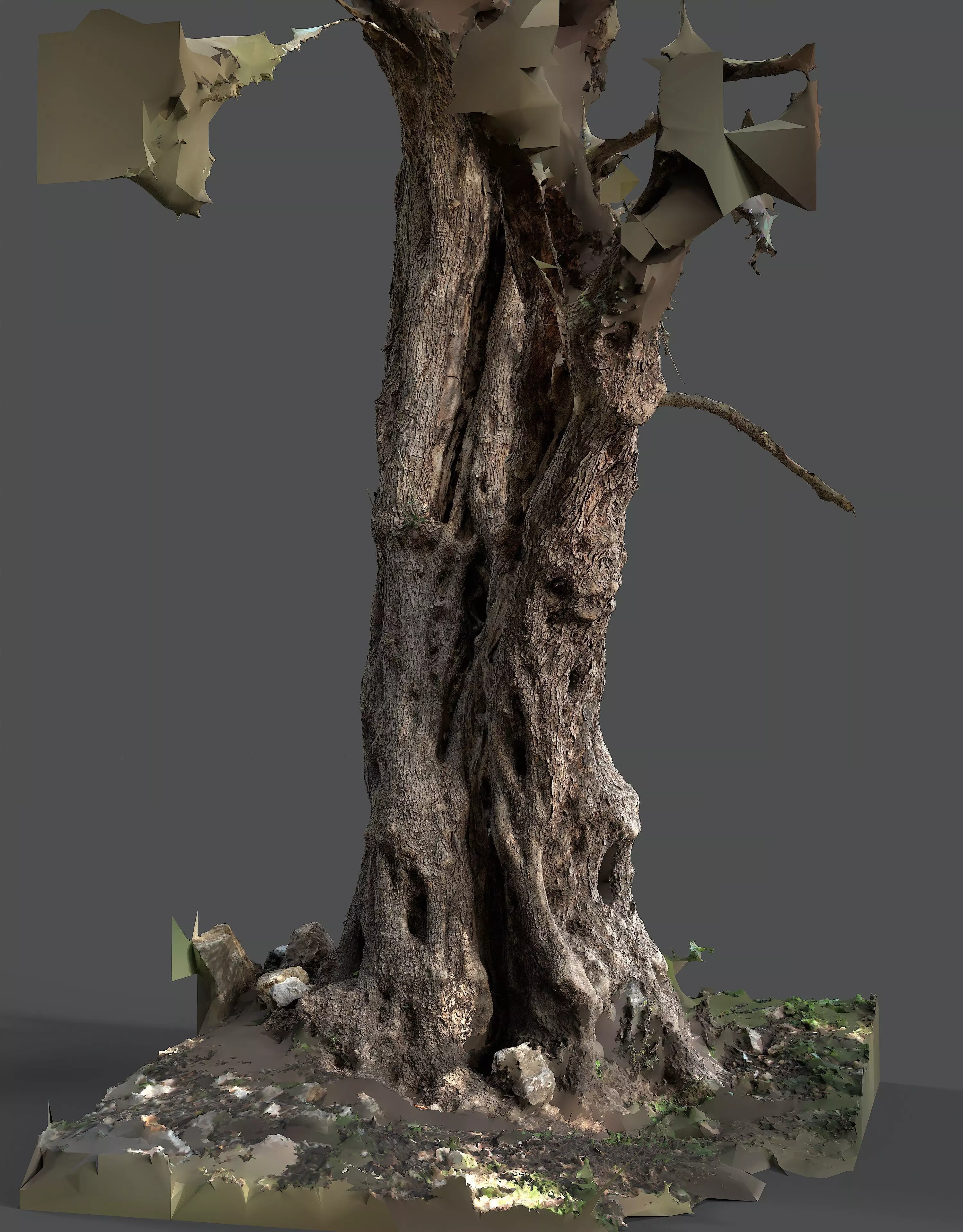 Abandoned Village Tree Trunk Scan - Tree 03 3D model_16