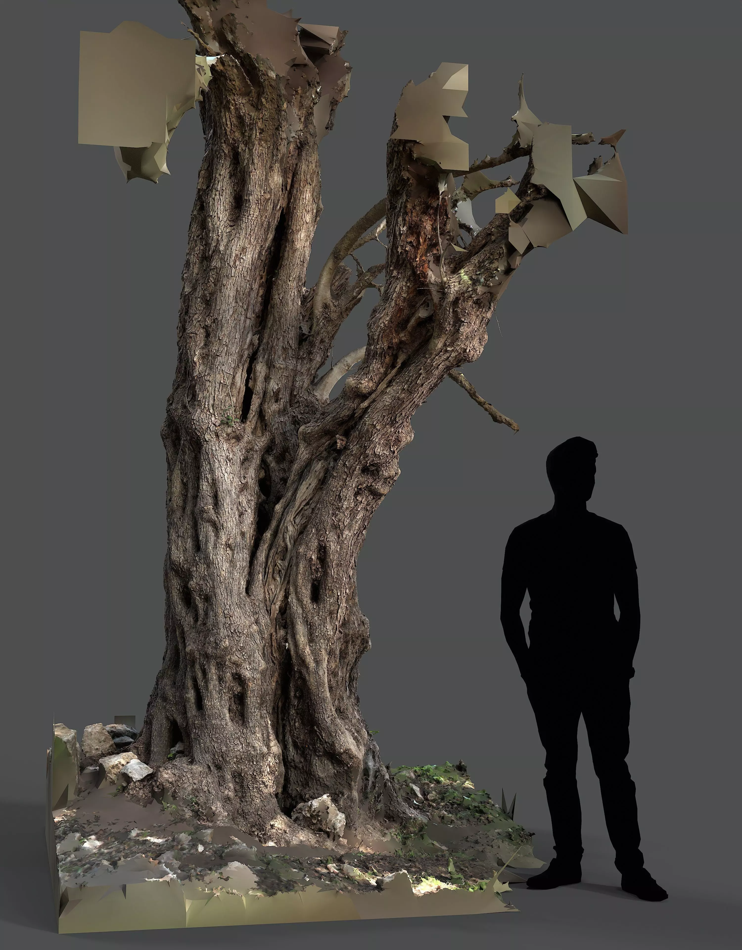 Abandoned Village Tree Trunk Scan - Tree 03 3D model_17