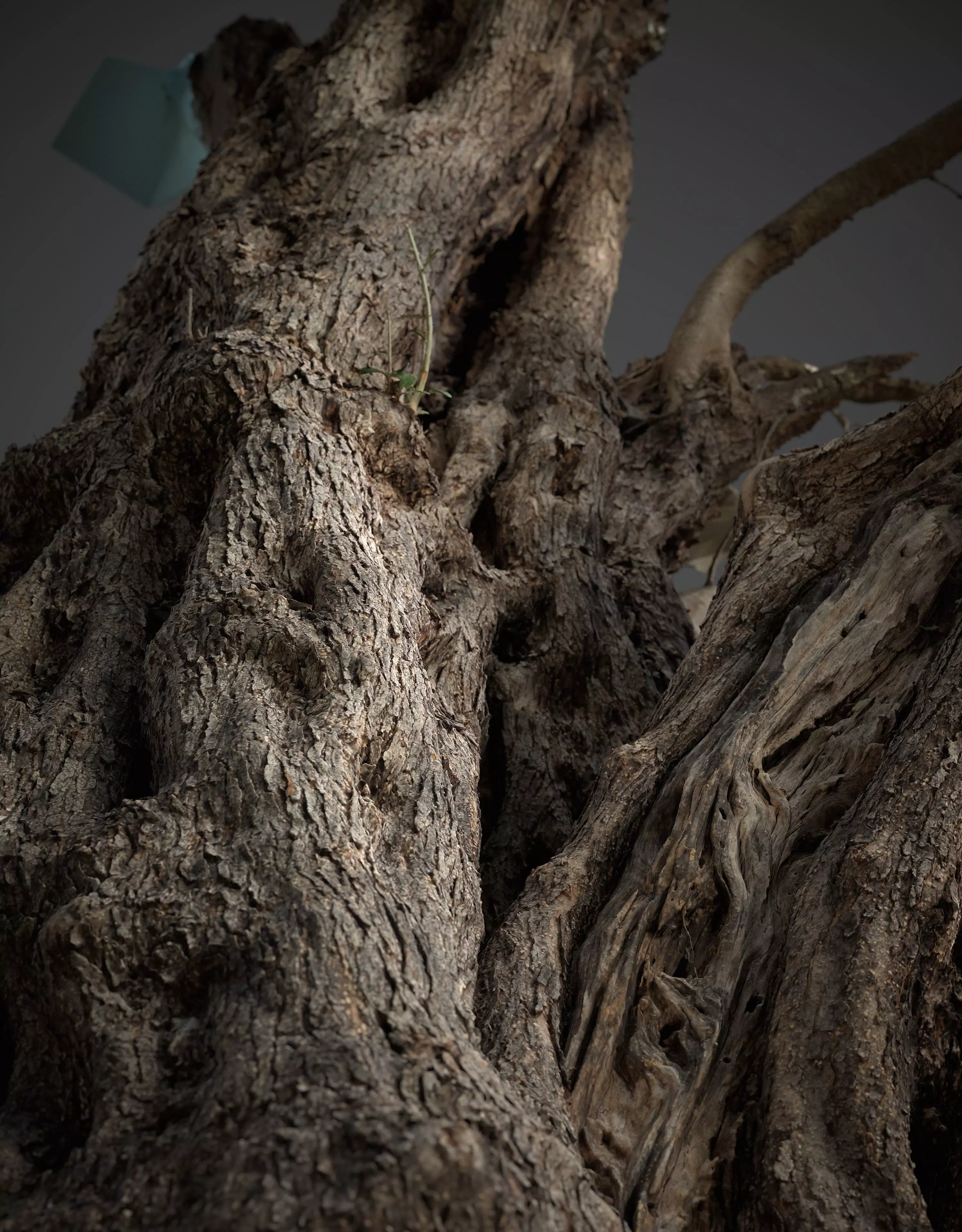 Abandoned Village Tree Trunk Scan - Tree 03 3D model_4