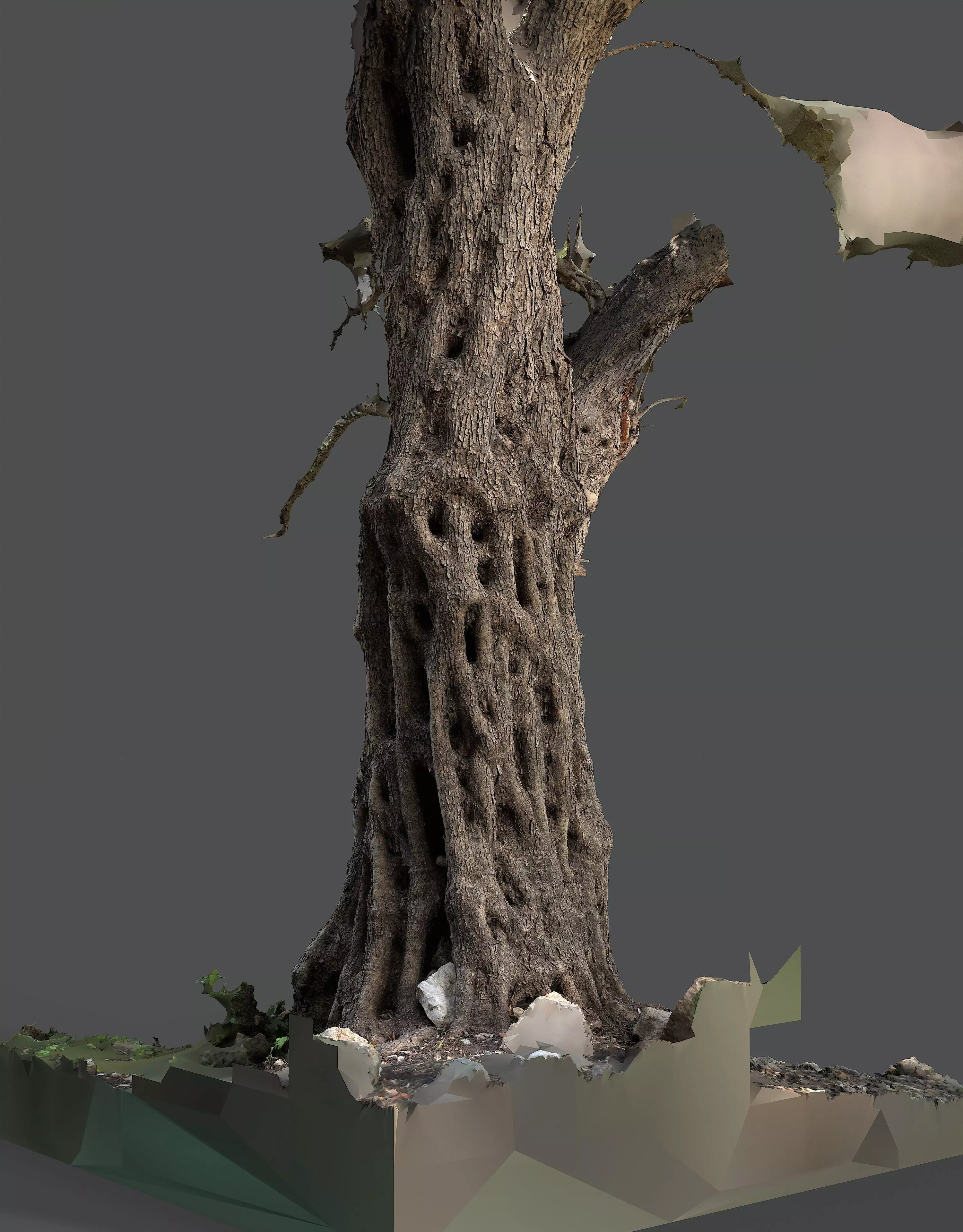 Abandoned Village Tree Trunk Scan - Tree 03 3D model_10