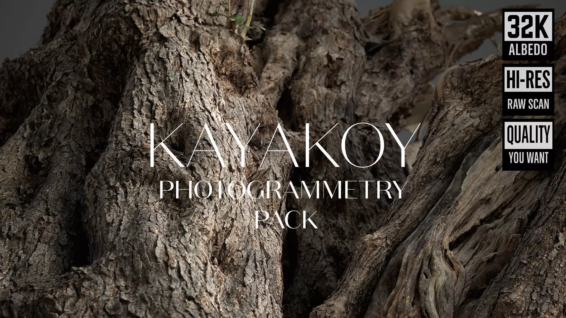 Abandoned Village Tree Trunk Scan - Tree 03 3D model_0