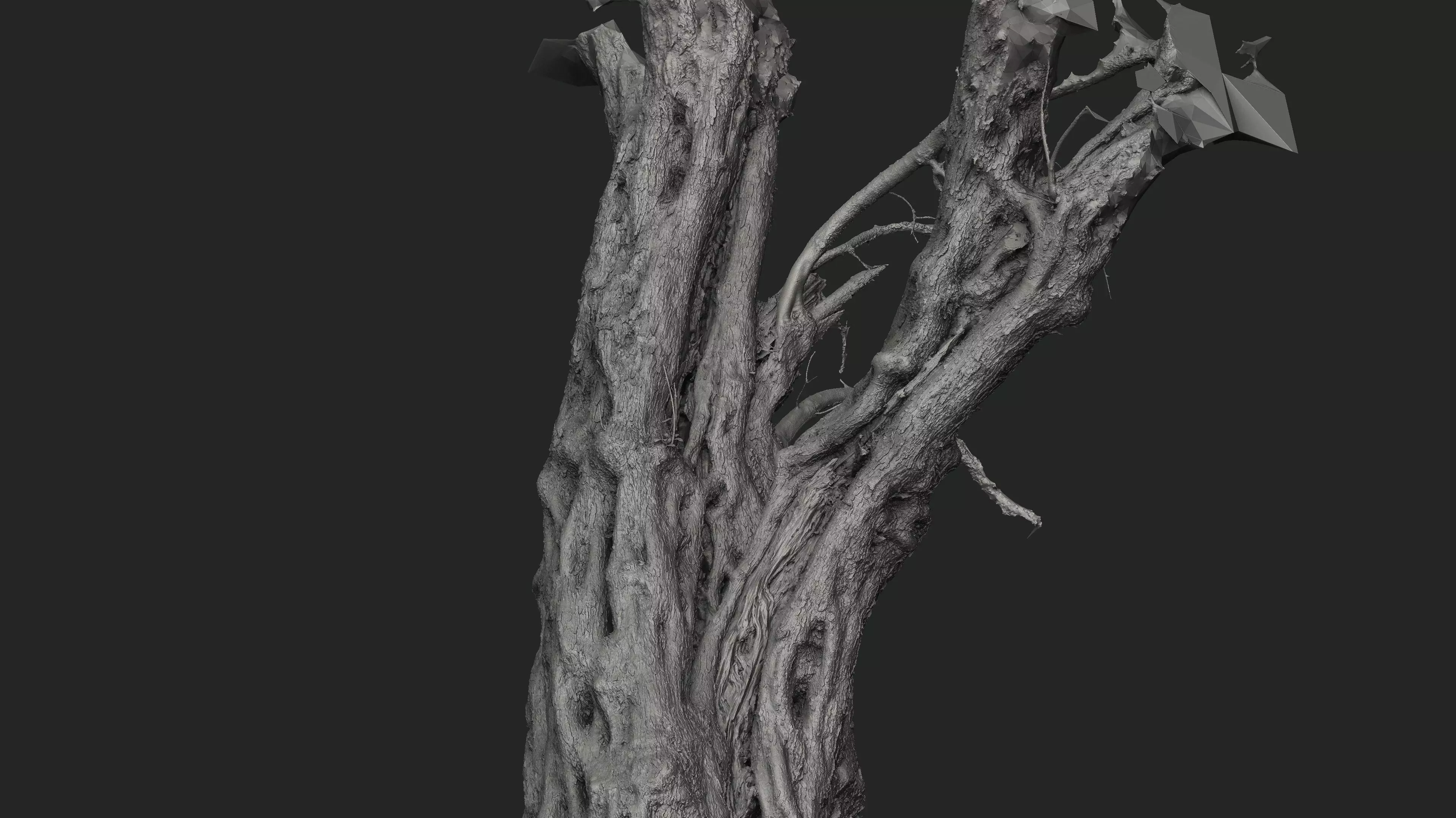 Abandoned Village Tree Trunk Scan - Tree 03 3D model_20