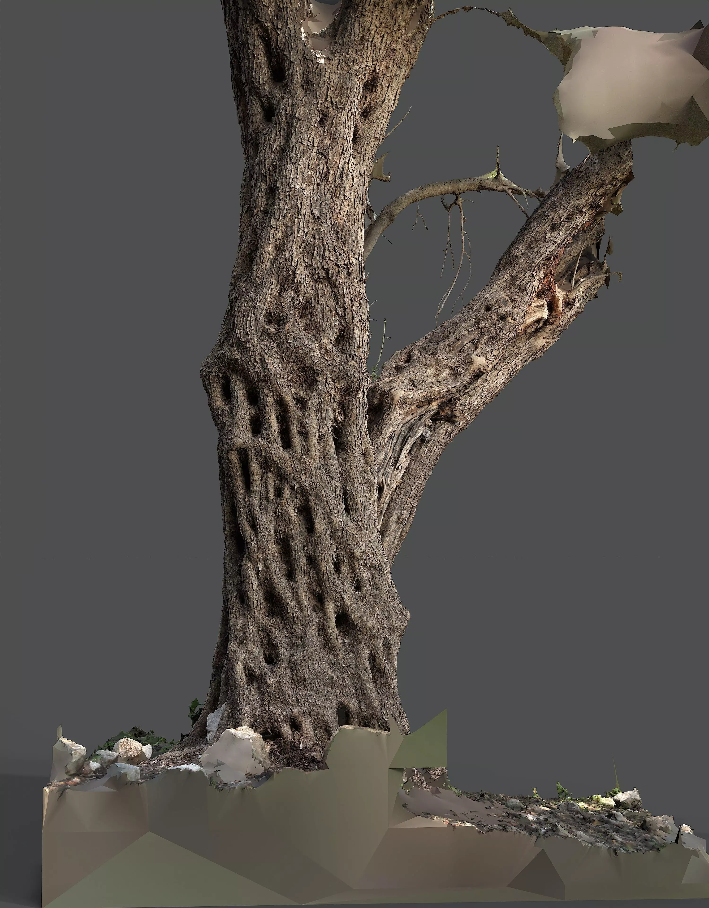 Abandoned Village Tree Trunk Scan - Tree 03 3D model_9