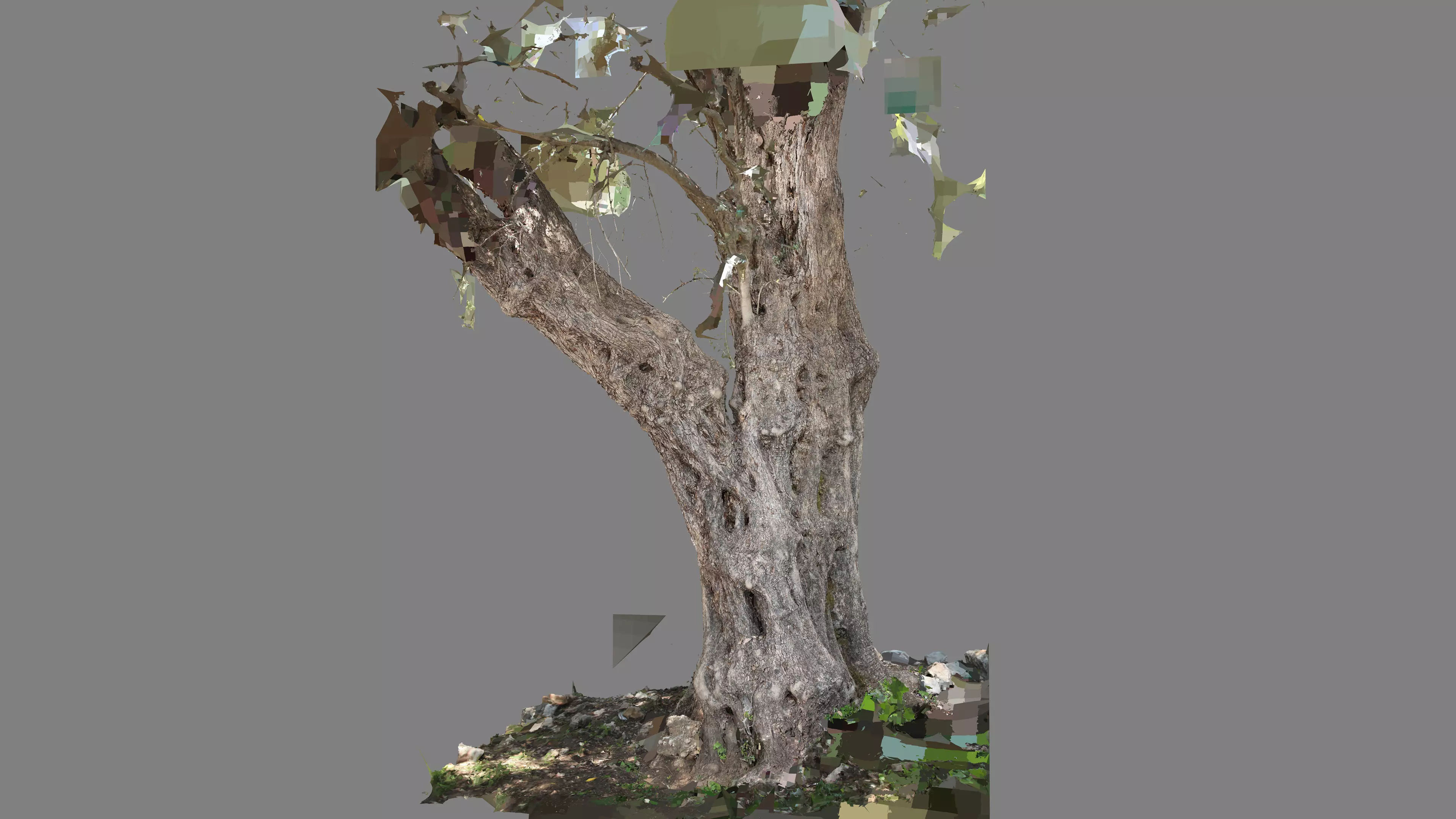 Abandoned Village Tree Trunk Scan - Tree 03 3D model_23