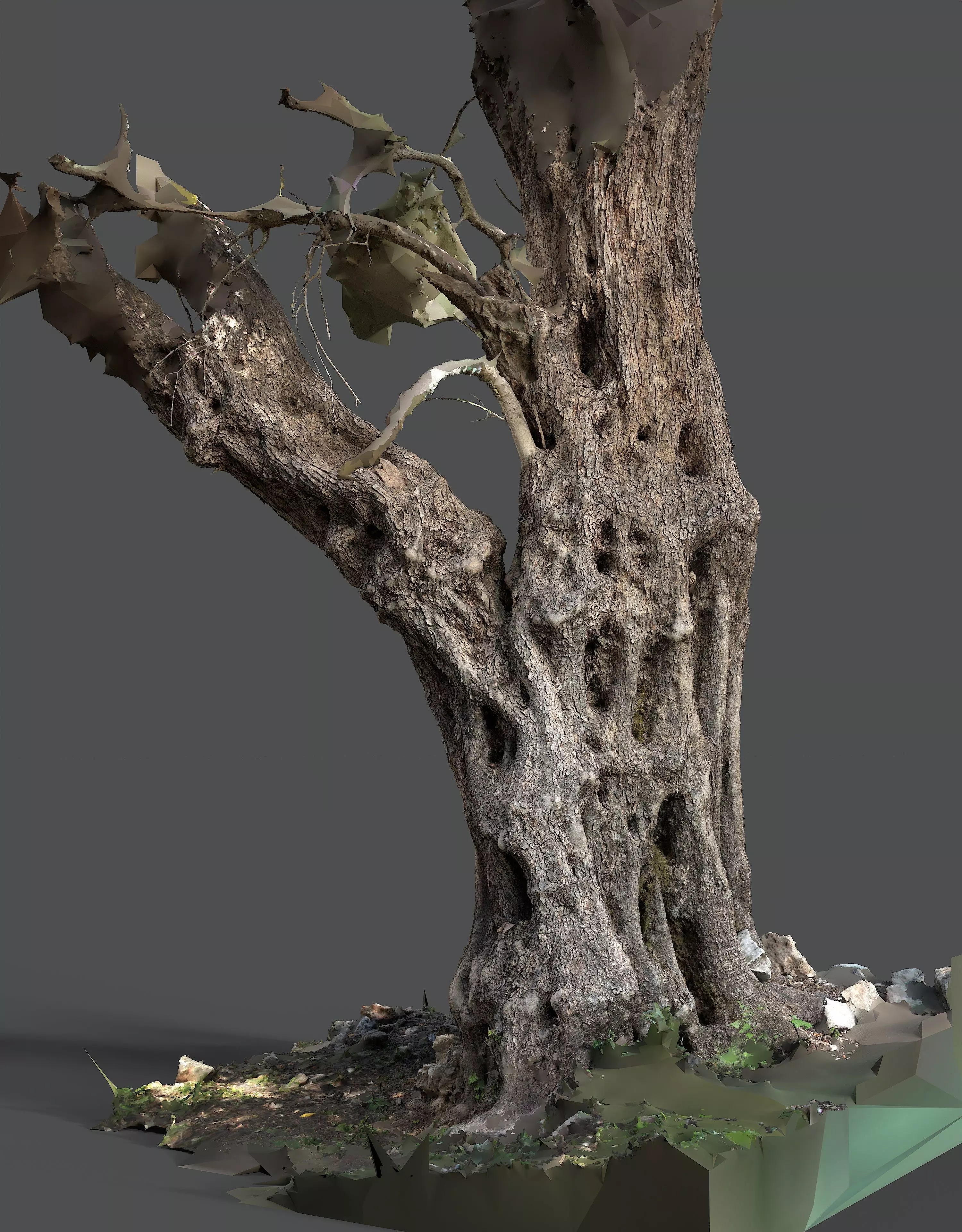 Abandoned Village Tree Trunk Scan - Tree 03 3D model_13