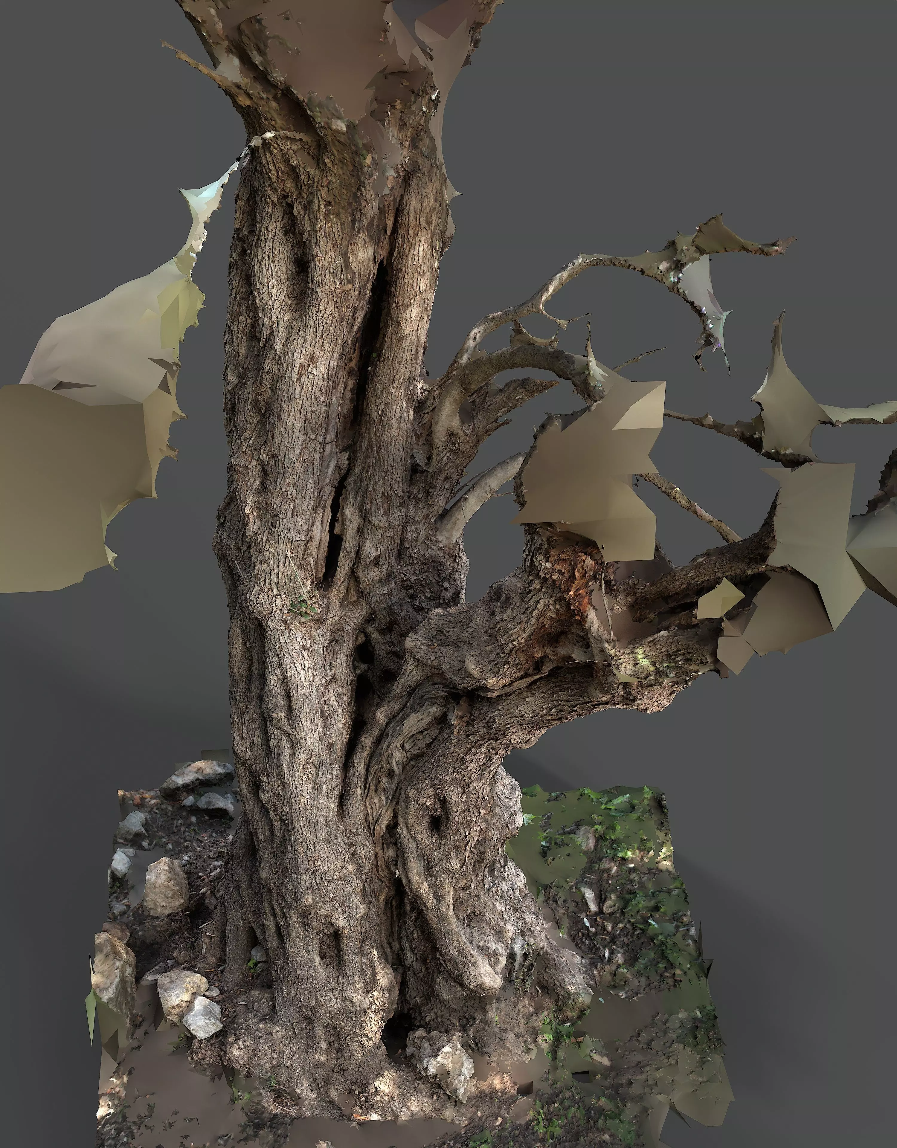 Abandoned Village Tree Trunk Scan - Tree 03 3D model_6