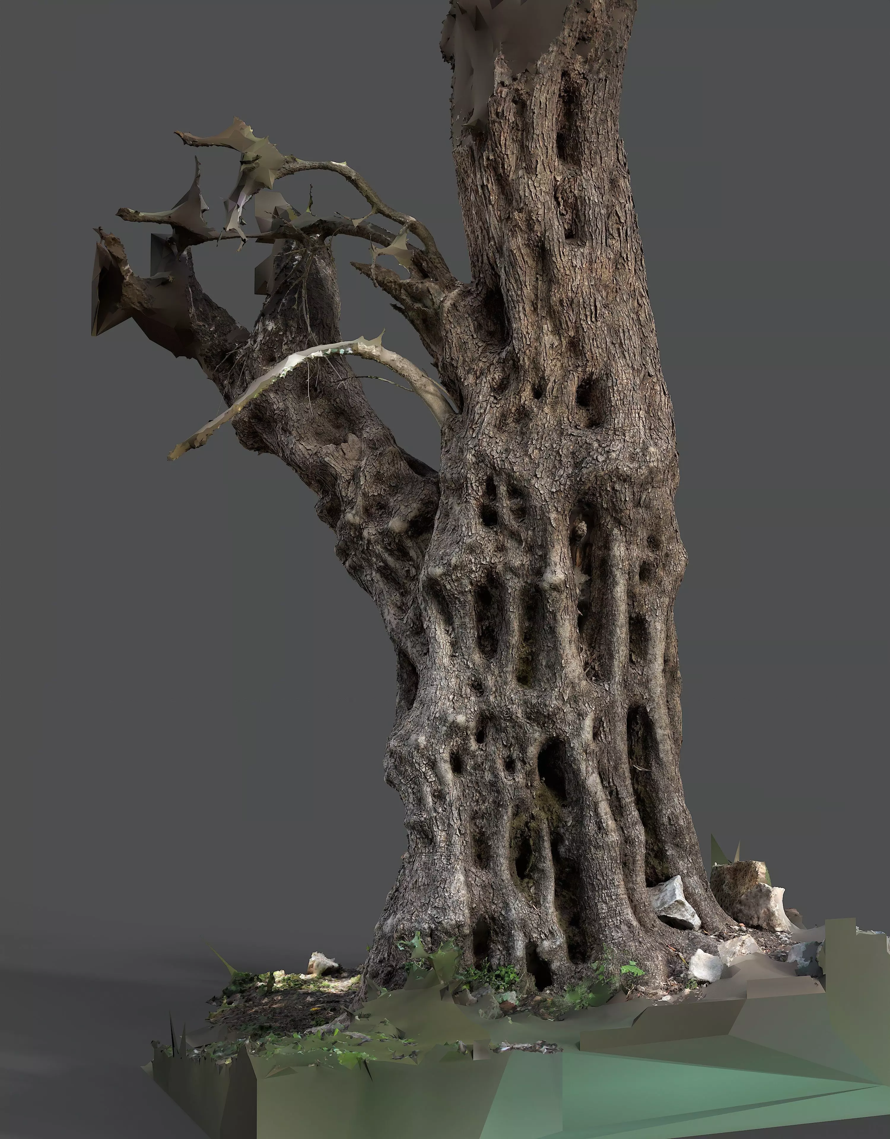 Abandoned Village Tree Trunk Scan - Tree 03 3D model_12