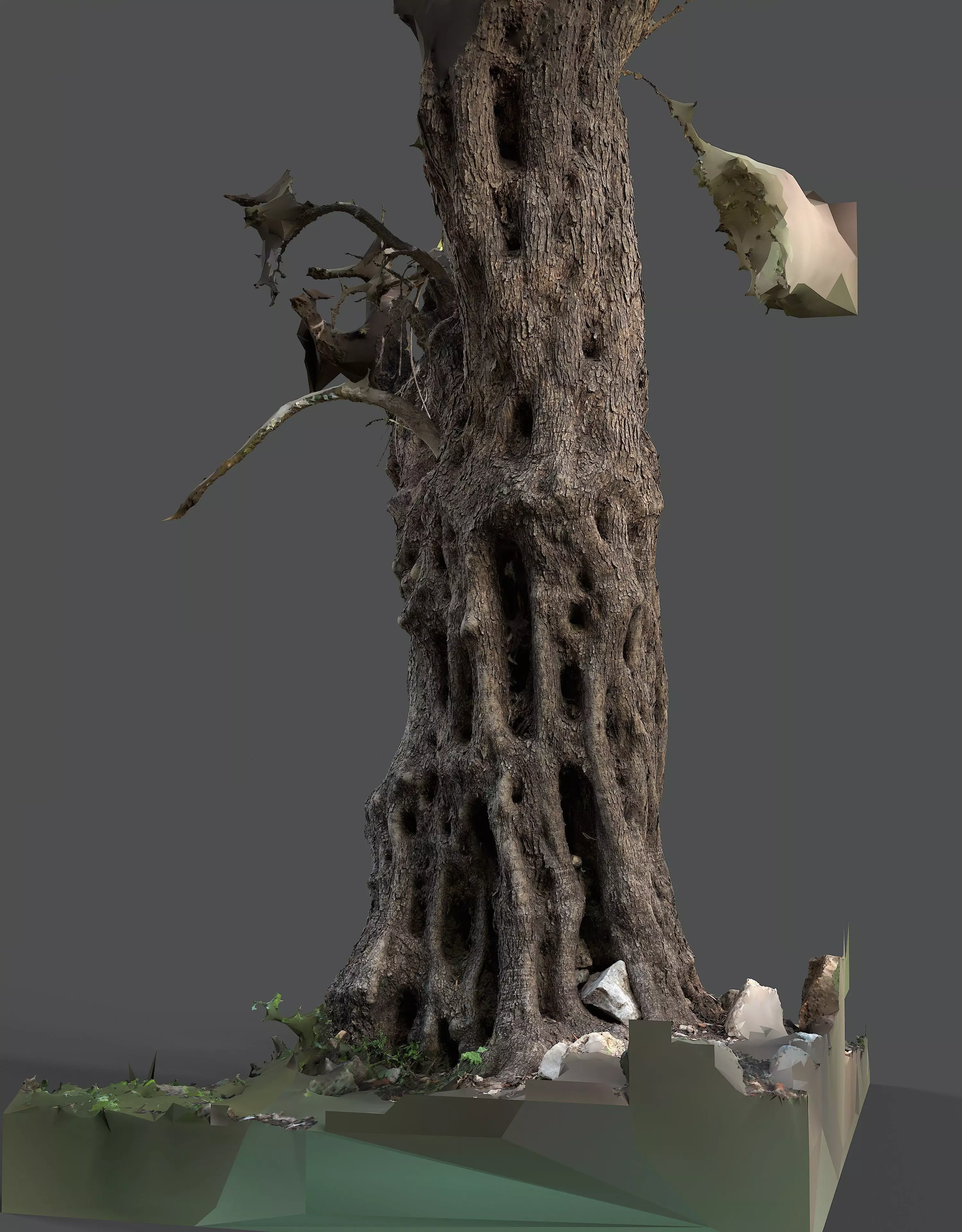 Abandoned Village Tree Trunk Scan - Tree 03 3D model_11