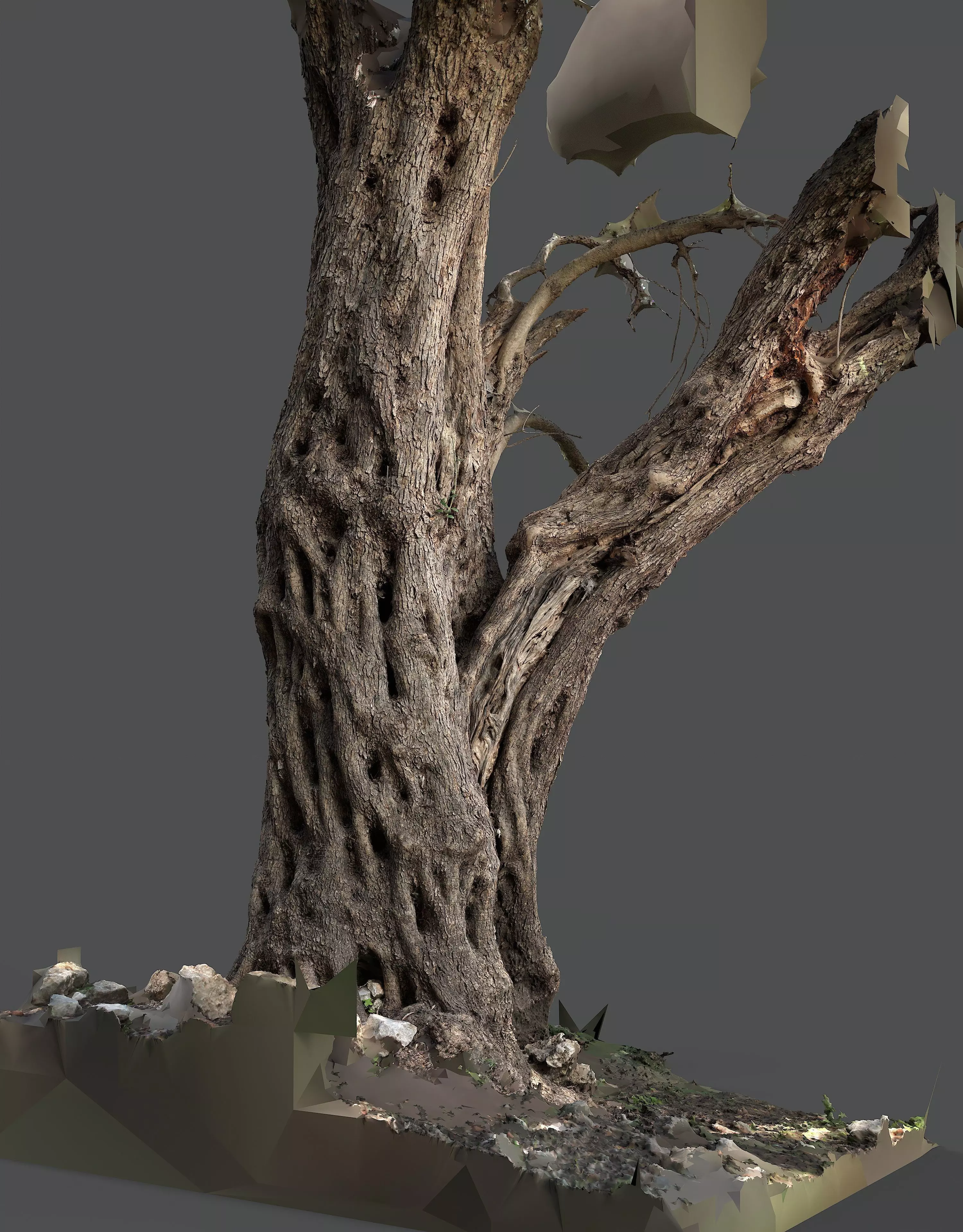 Abandoned Village Tree Trunk Scan - Tree 03 3D model_8