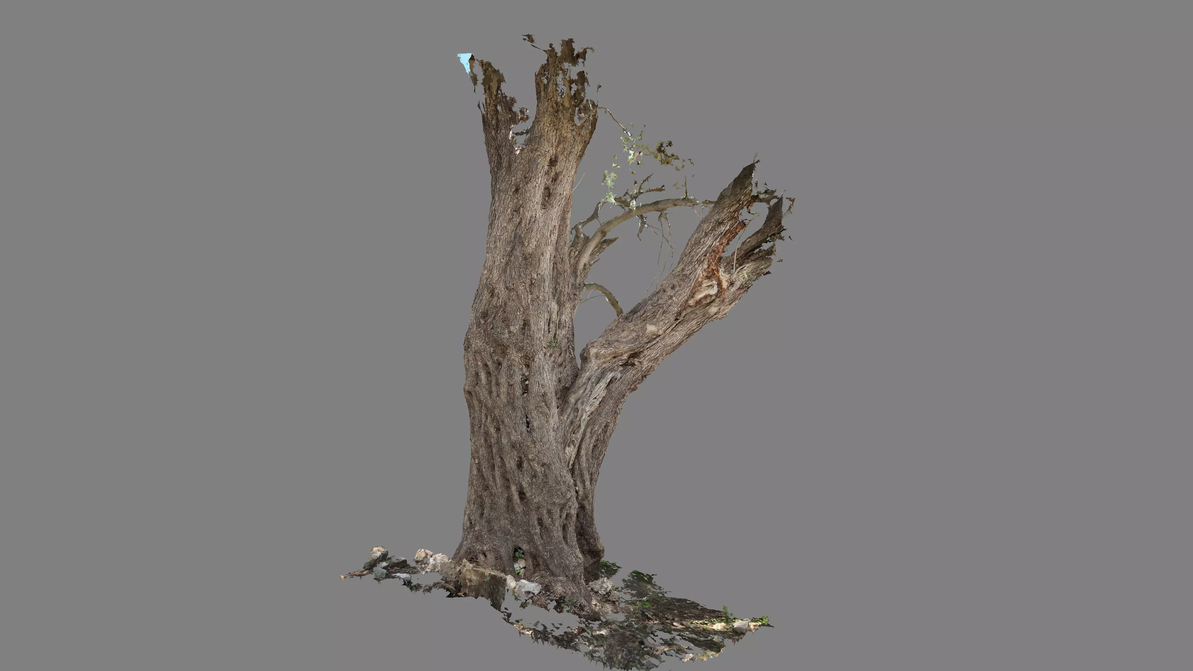 Abandoned Village Tree Trunk Scan - Tree 03 3D model_22