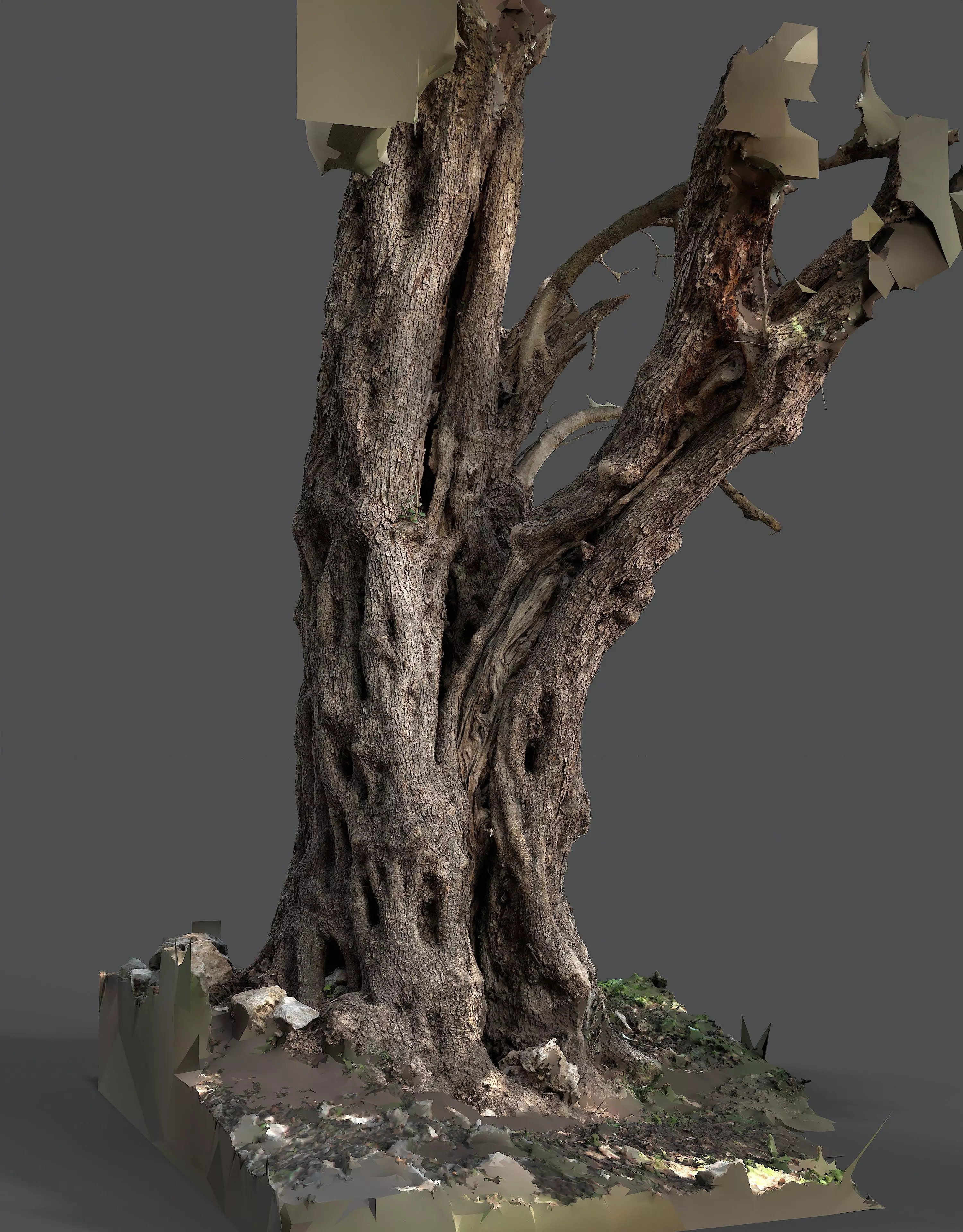 Abandoned Village Tree Trunk Scan - Tree 03 3D model_7