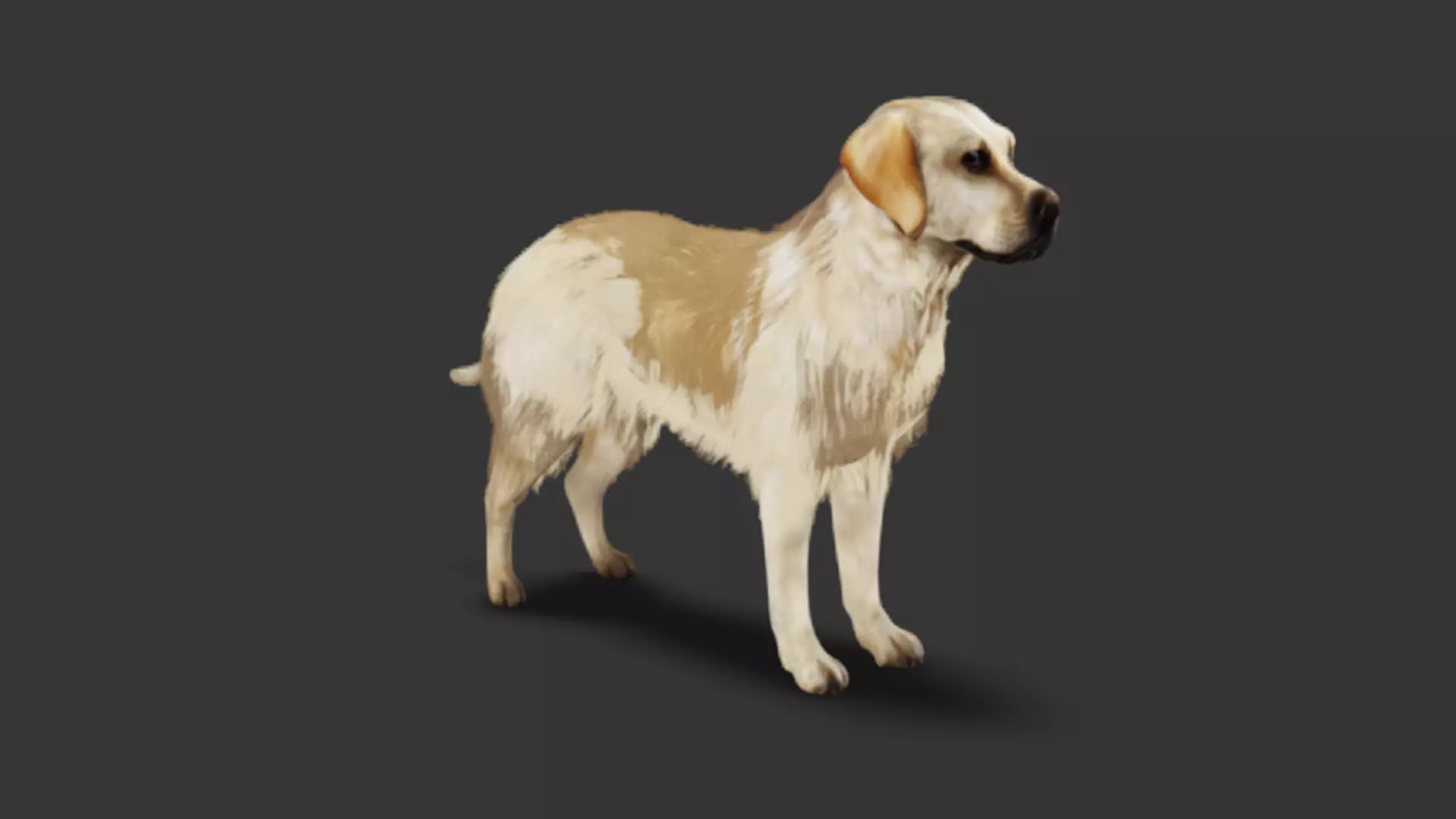 Realistic Labrador Retriever Low-poly 3D model_3