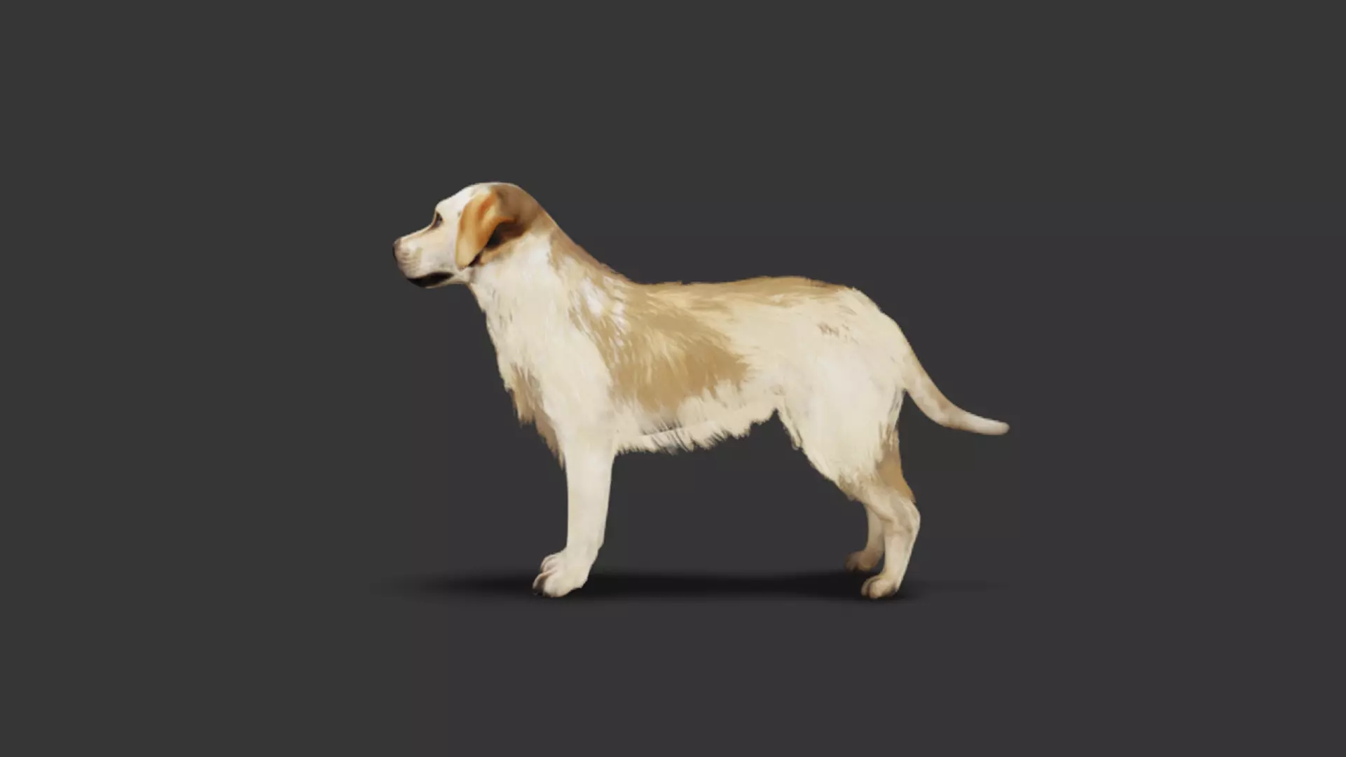 Realistic Labrador Retriever Low-poly 3D model_1