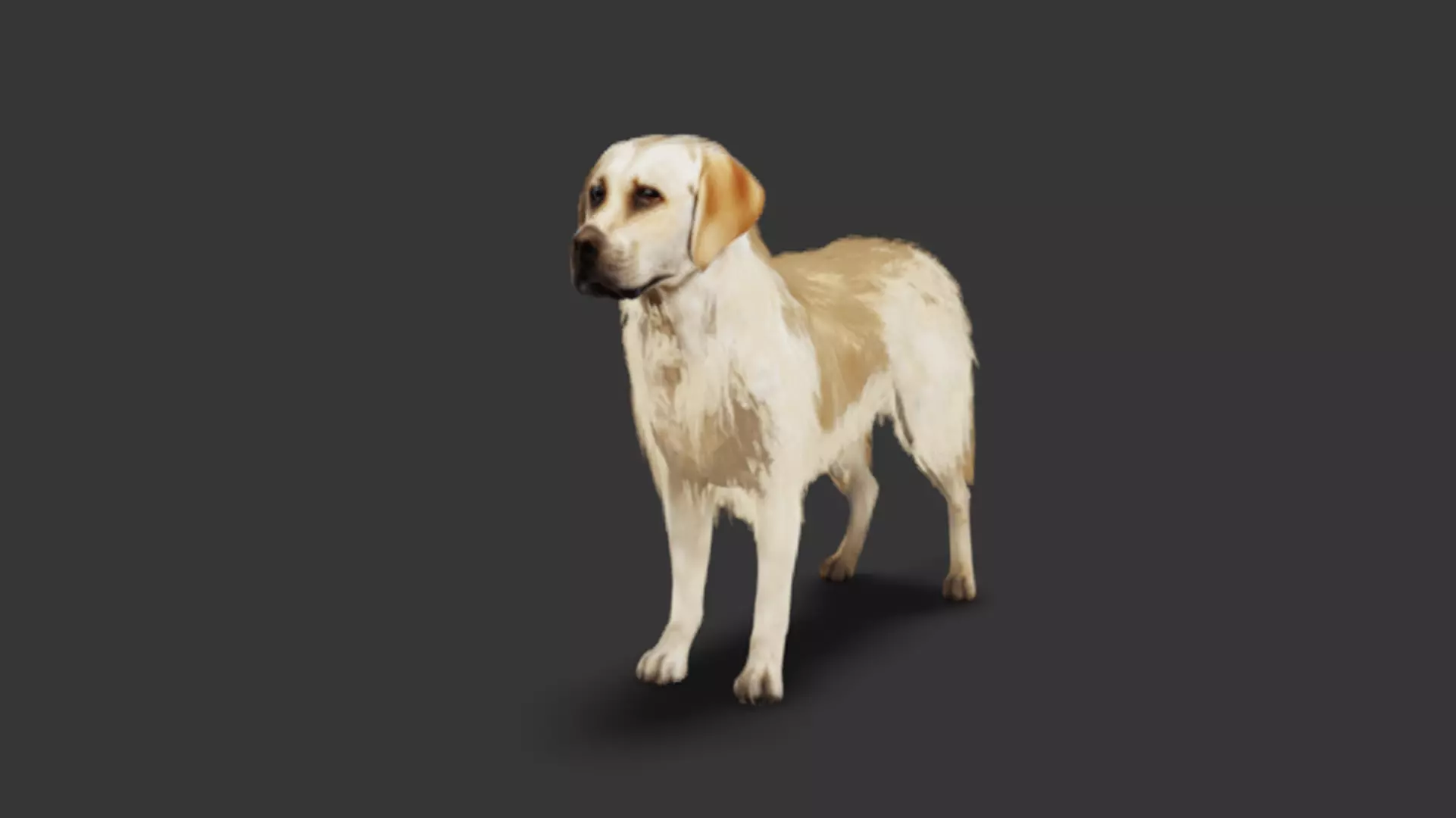 Realistic Labrador Retriever Low-poly 3D model_2