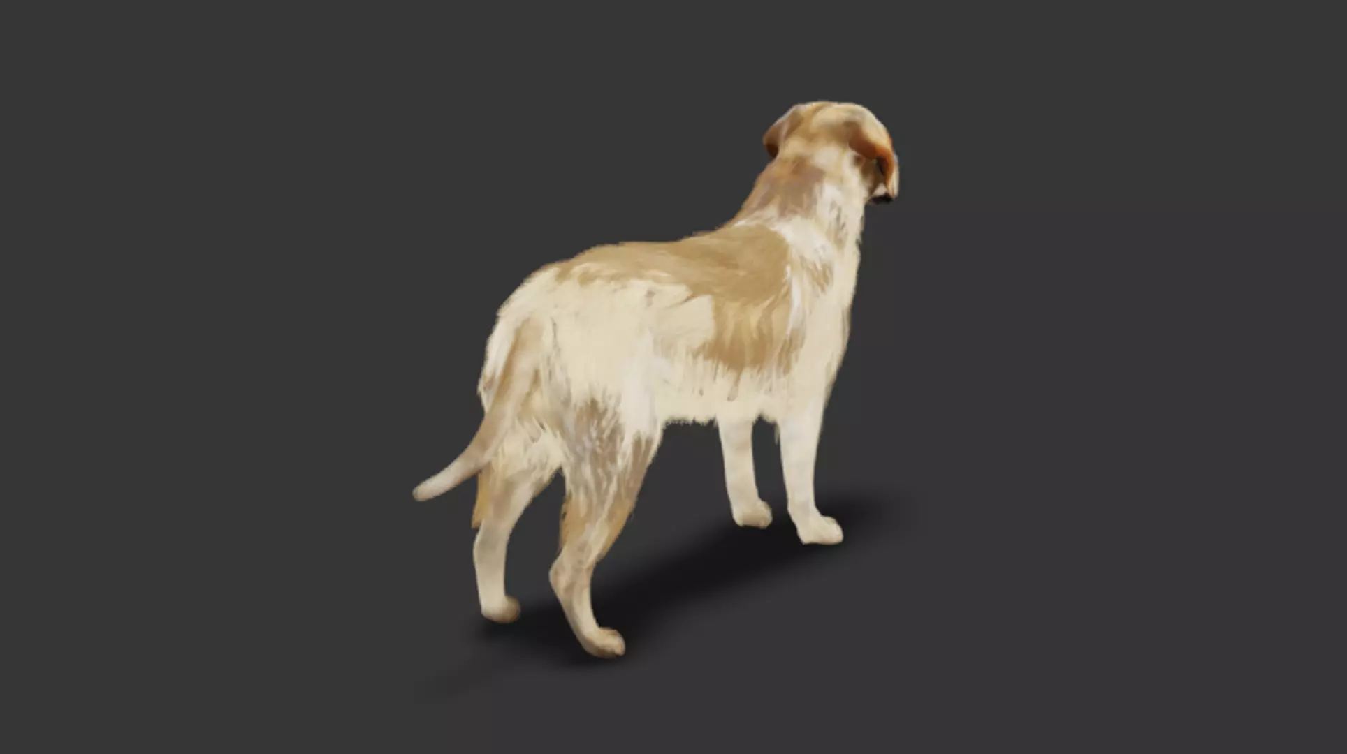 Realistic Labrador Retriever Low-poly 3D model_4
