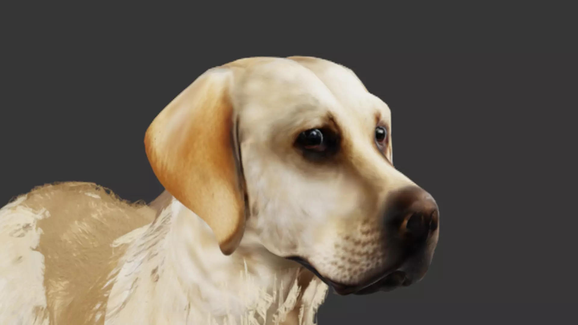 Realistic Labrador Retriever Low-poly 3D model_0
