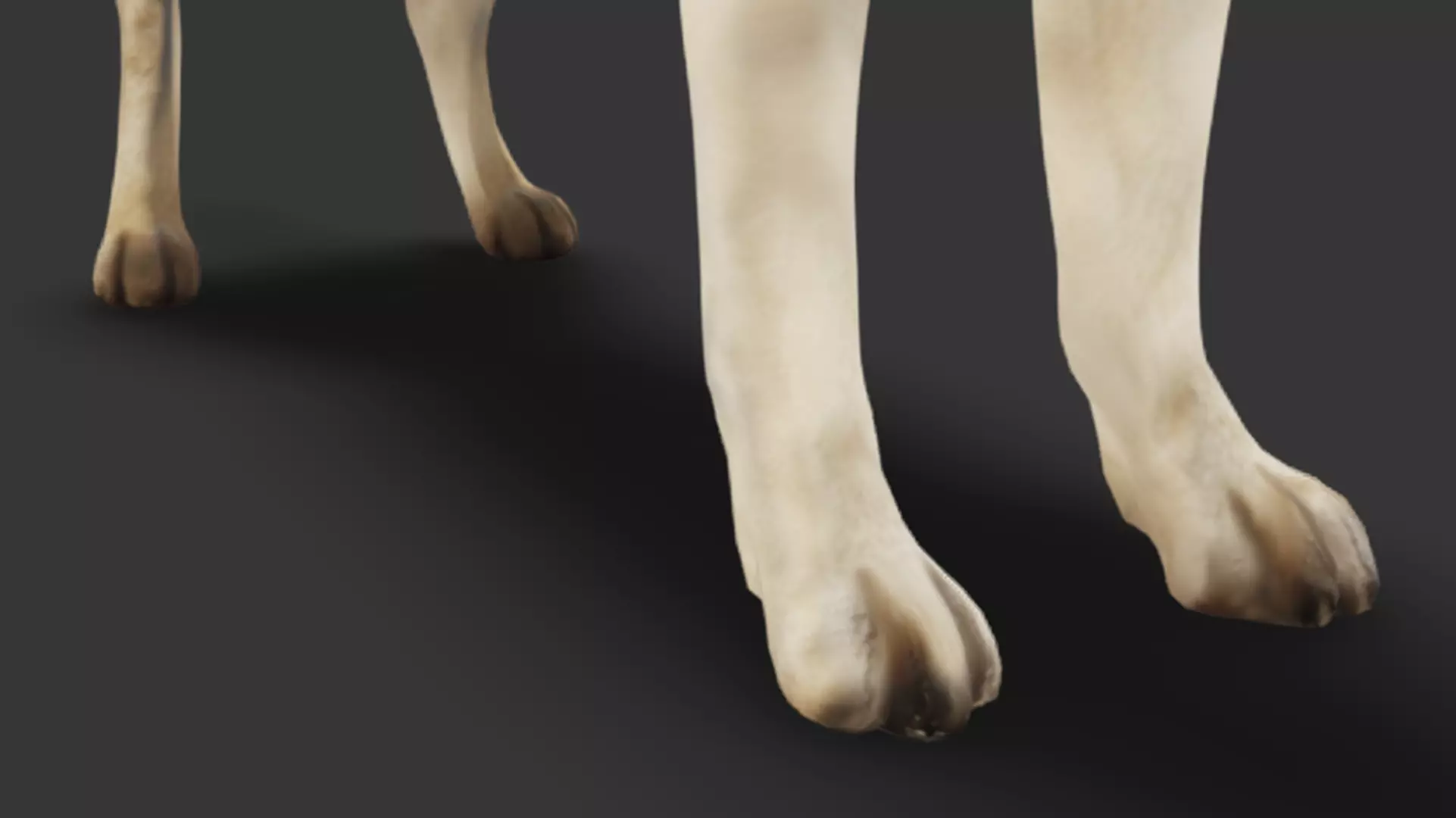 Realistic Labrador Retriever Low-poly 3D model_6