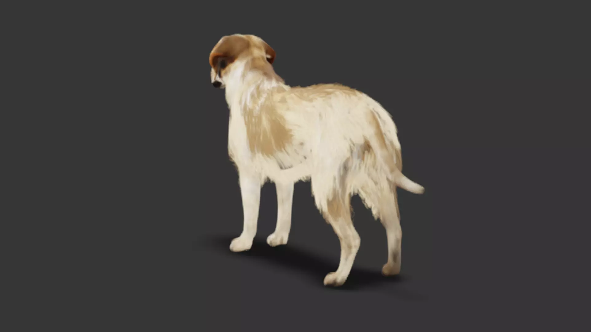 Realistic Labrador Retriever Low-poly 3D model_5