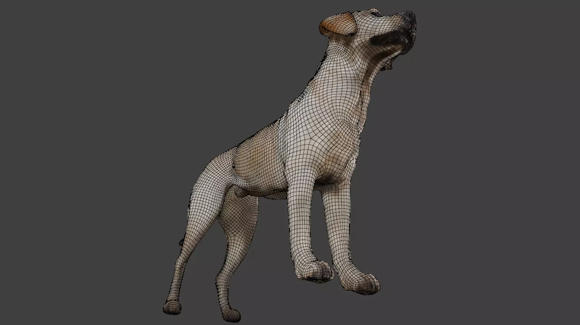 Realistic Labrador Retriever Low-poly 3D model_10