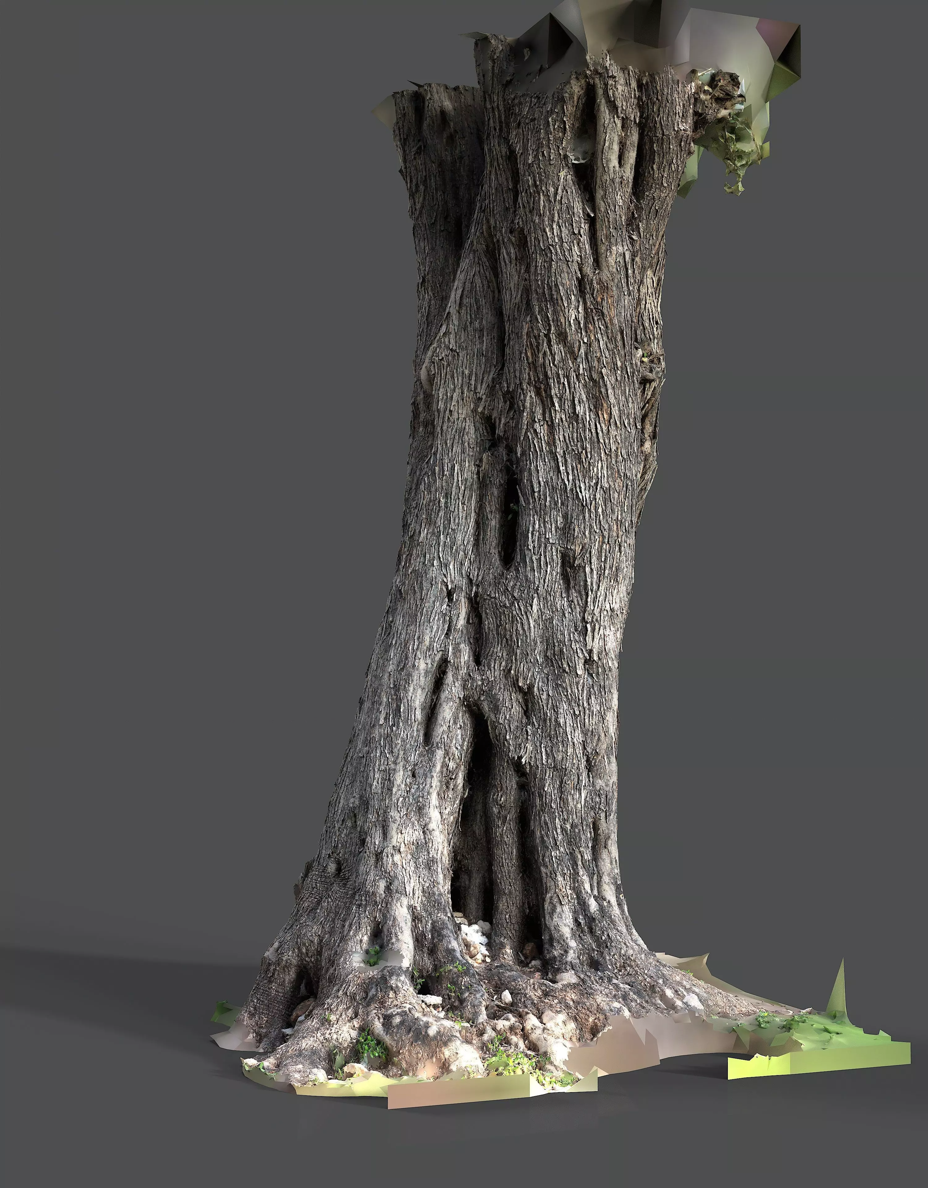 Abandoned Village Tree Trunk Scan - Tree 01 3D model_7