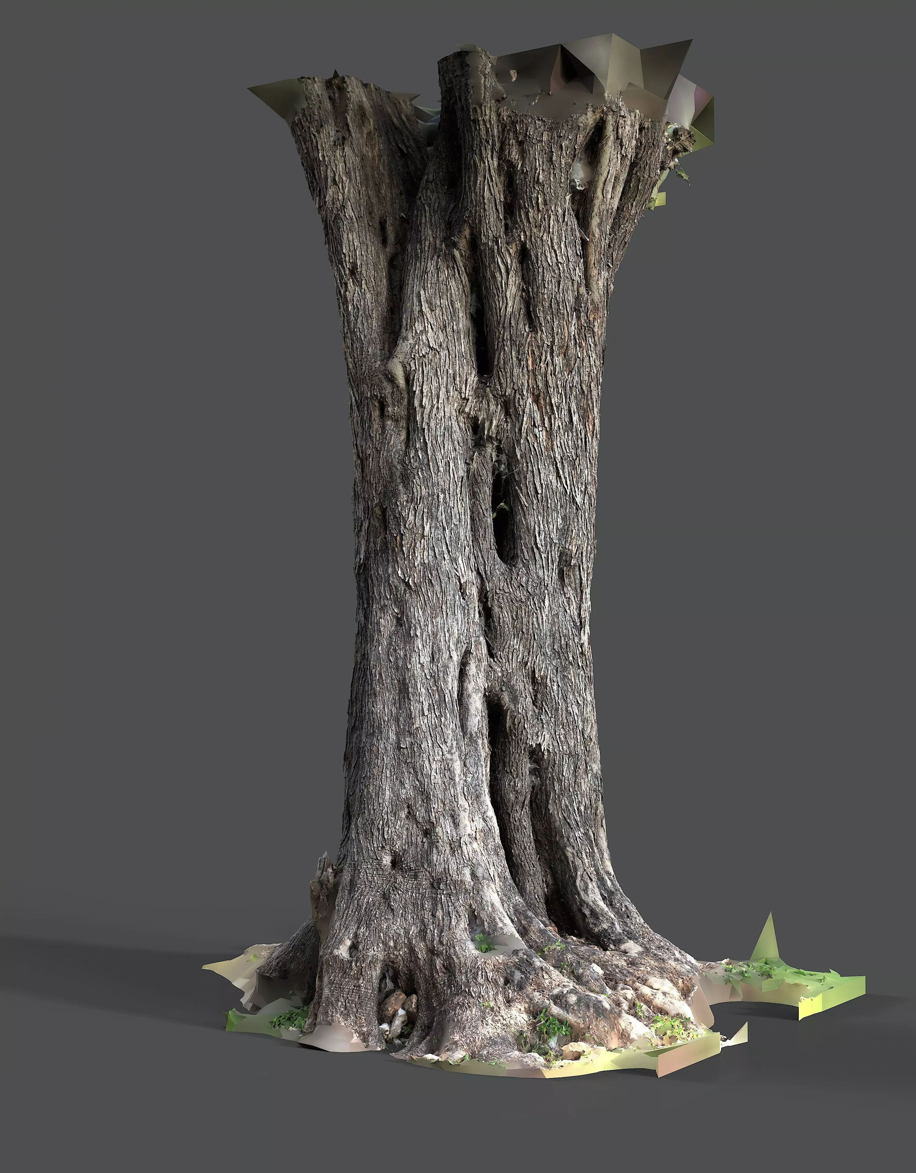 Abandoned Village Tree Trunk Scan - Tree 01 3D model_8
