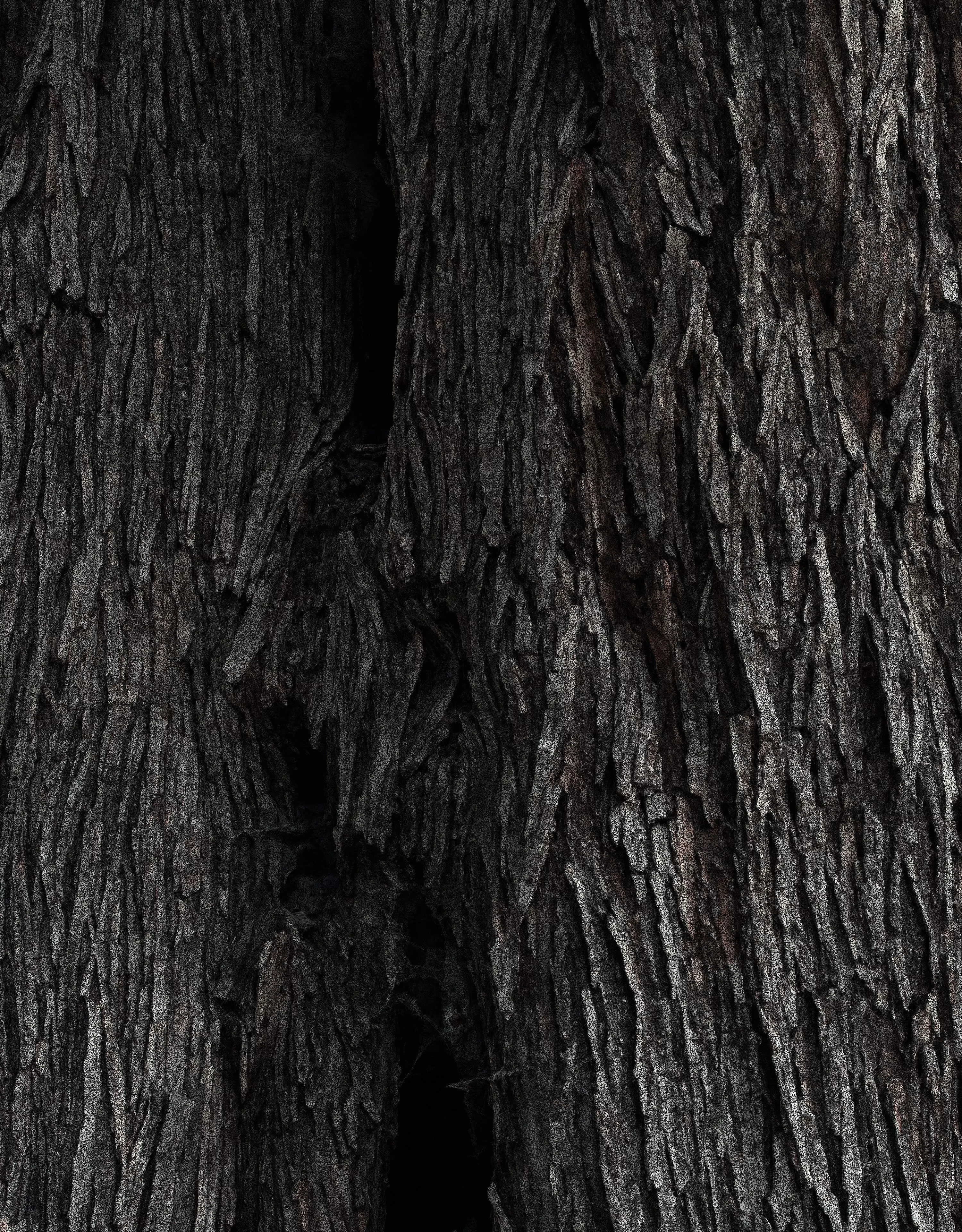 Abandoned Village Tree Trunk Scan - Tree 01 3D model_18