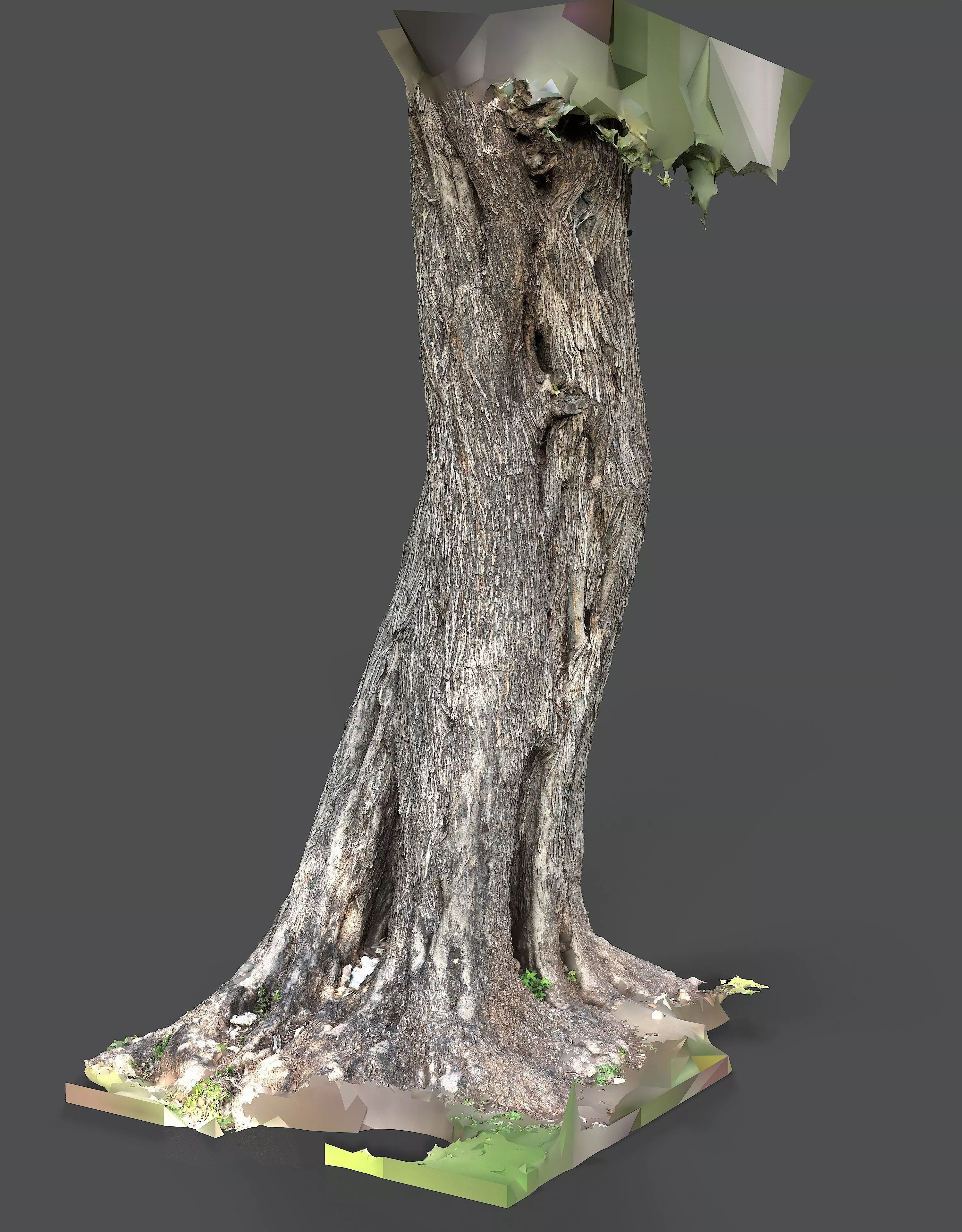 Abandoned Village Tree Trunk Scan - Tree 01 3D model_3