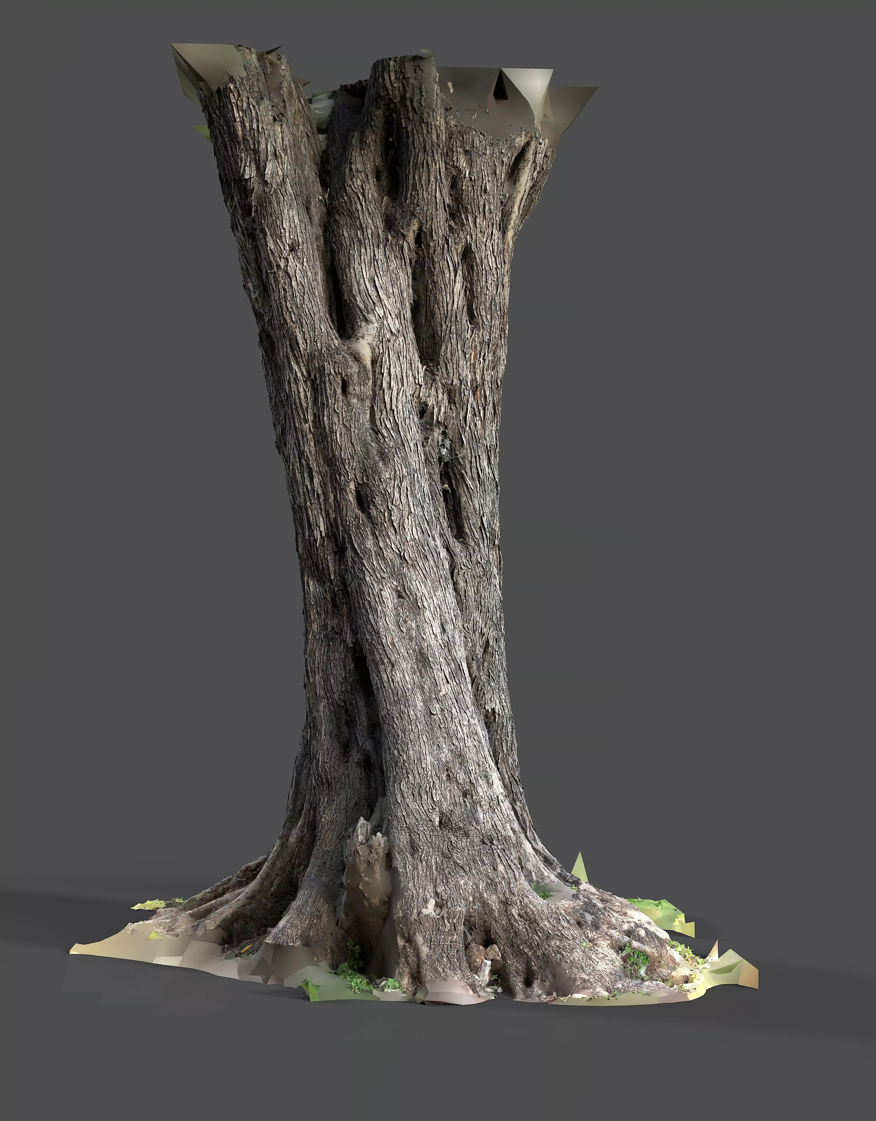 Abandoned Village Tree Trunk Scan - Tree 01 3D model_9