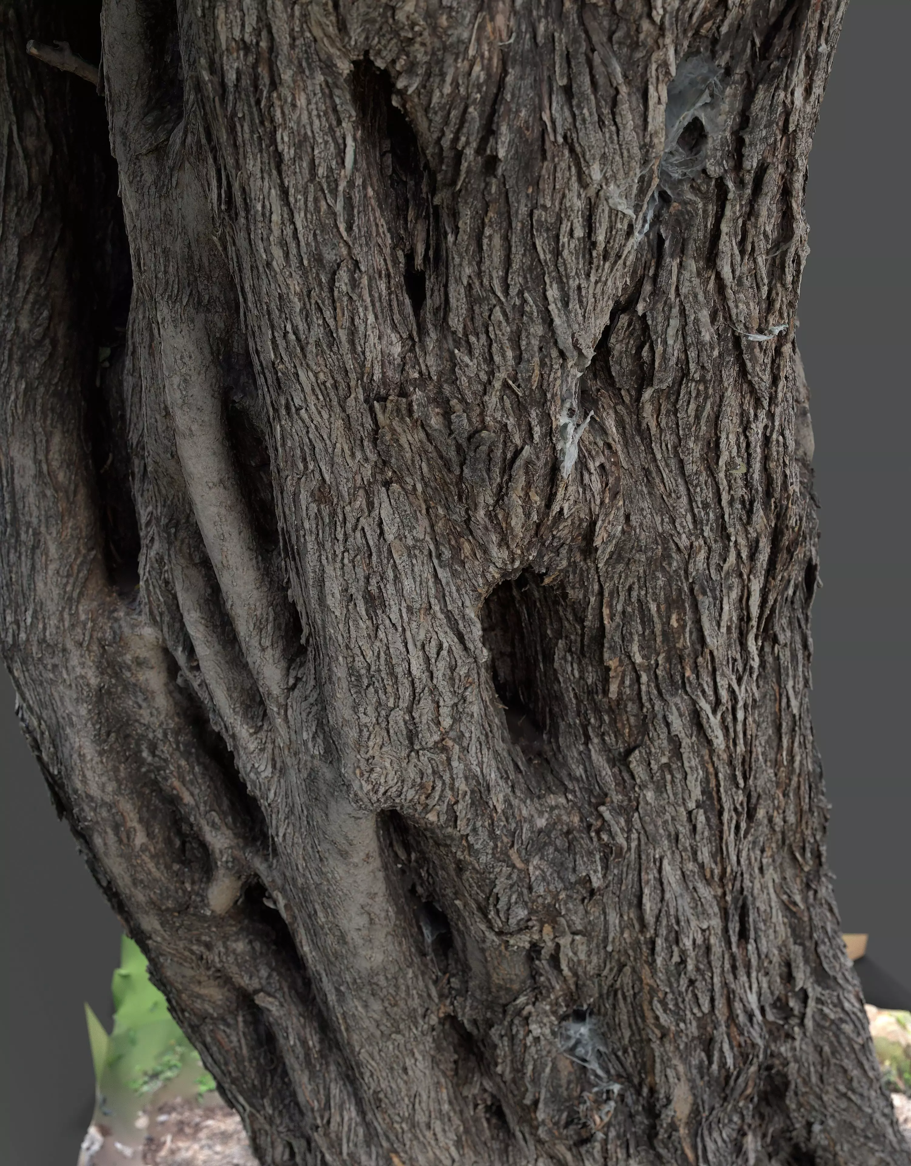 Abandoned Village Tree Trunk Scan - Tree 01 3D model_5