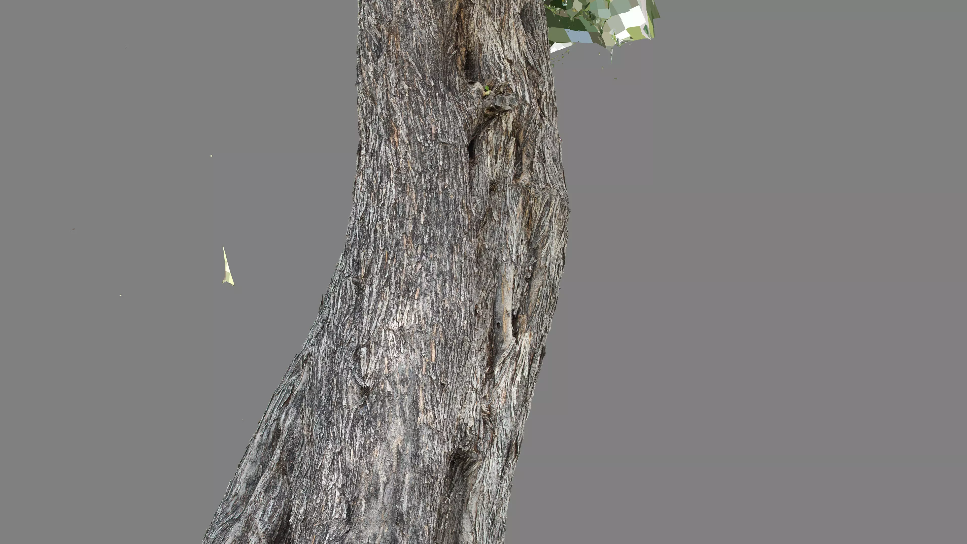 Abandoned Village Tree Trunk Scan - Tree 01 3D model_23