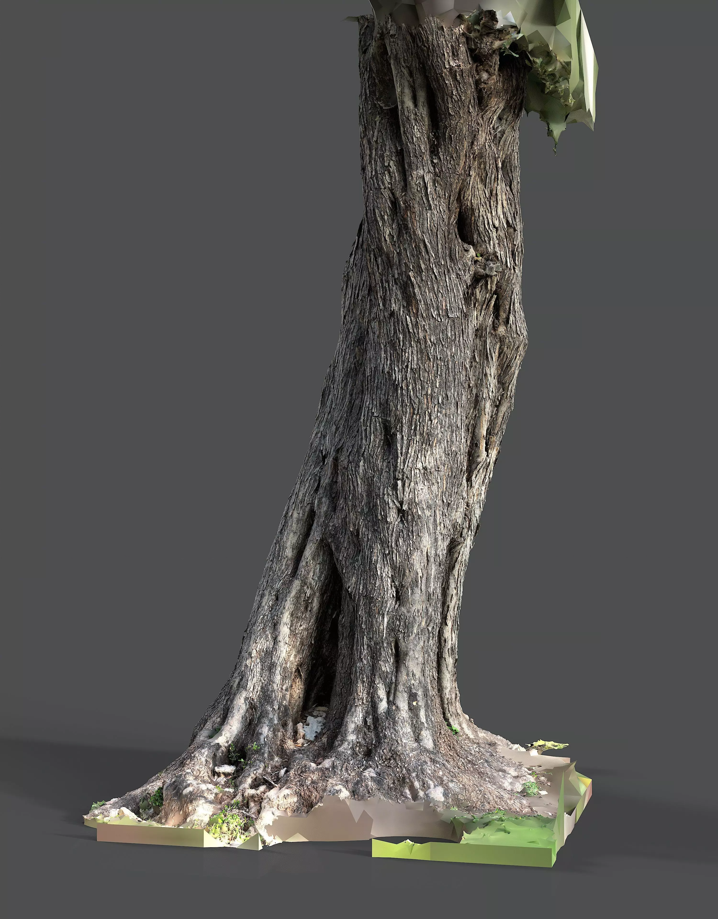 Abandoned Village Tree Trunk Scan - Tree 01 3D model_16