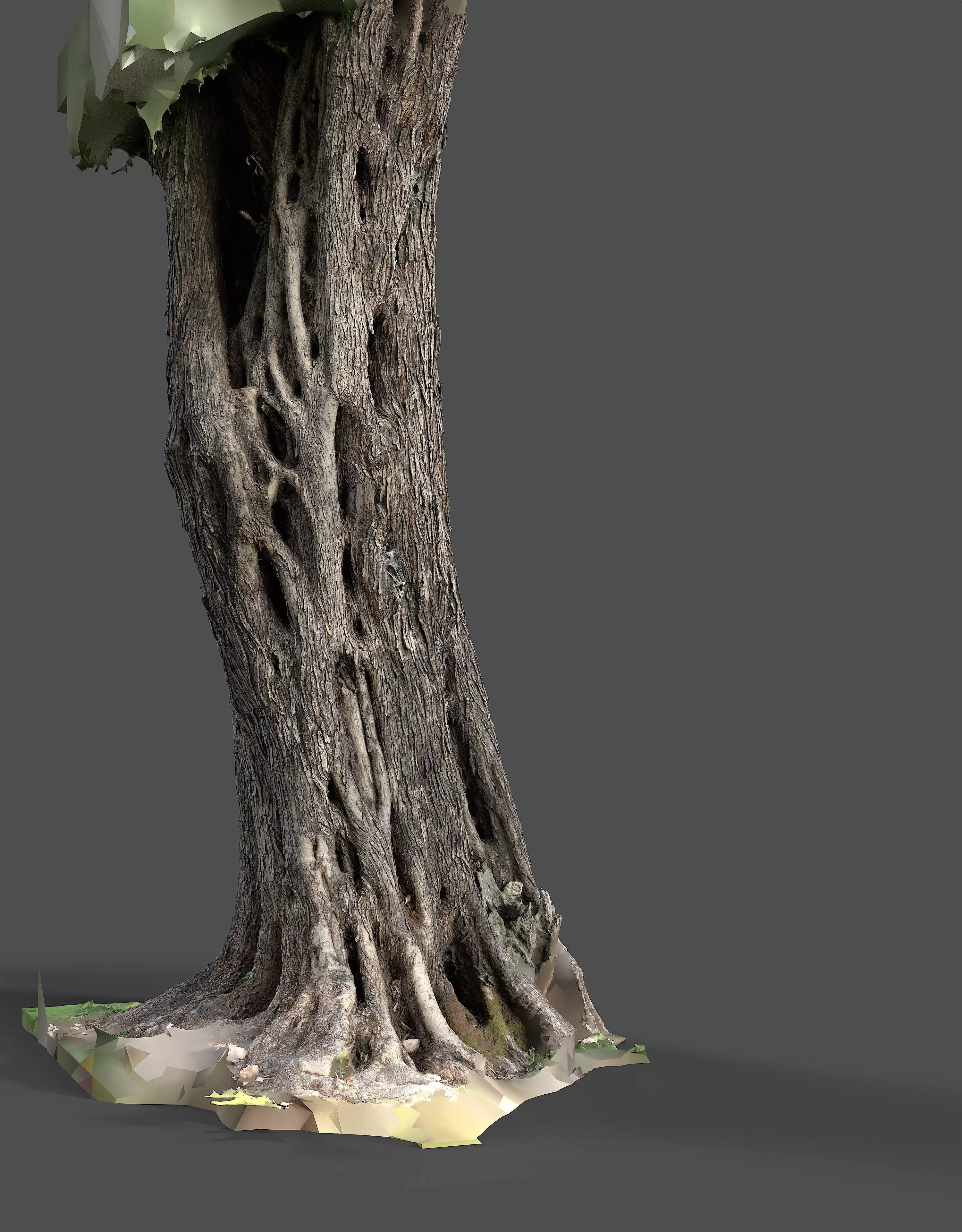 Abandoned Village Tree Trunk Scan - Tree 01 3D model_12